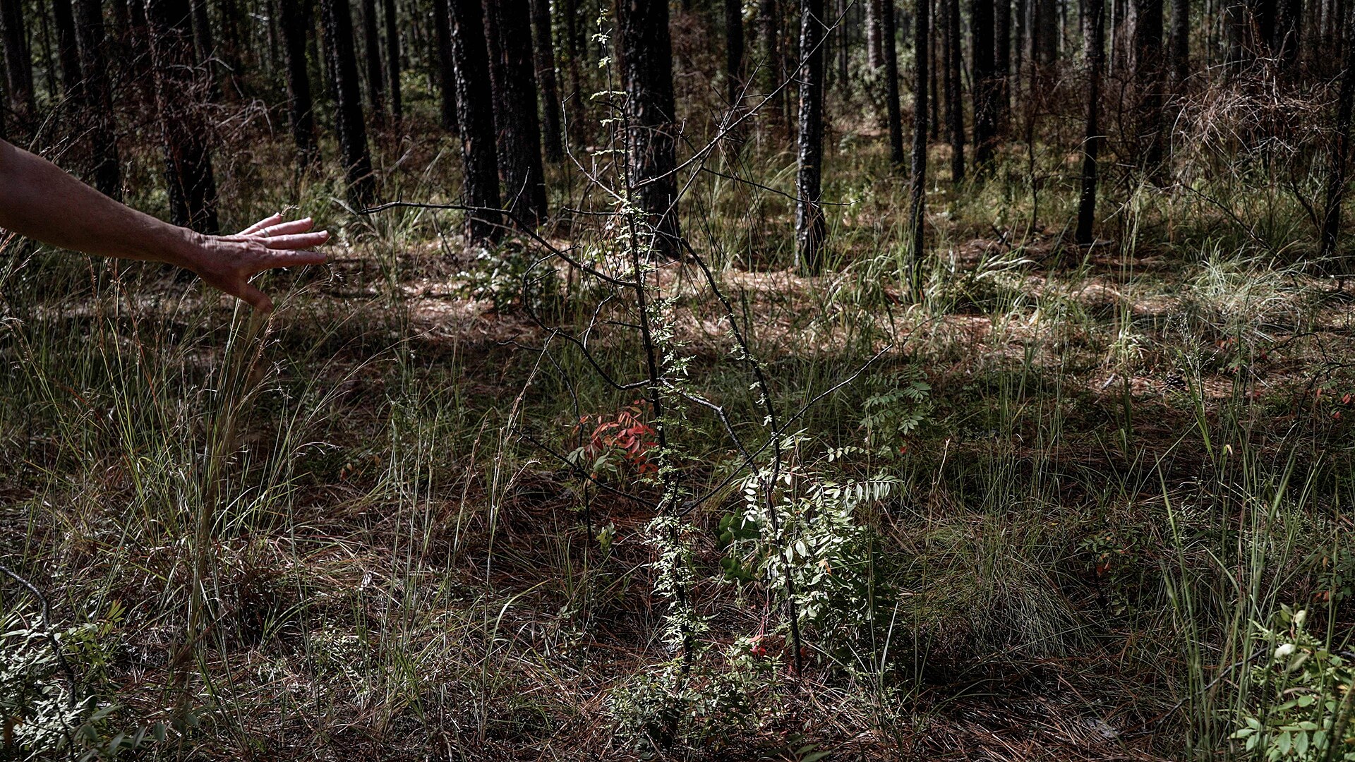 A longleaf pine forest in the southeastern United States