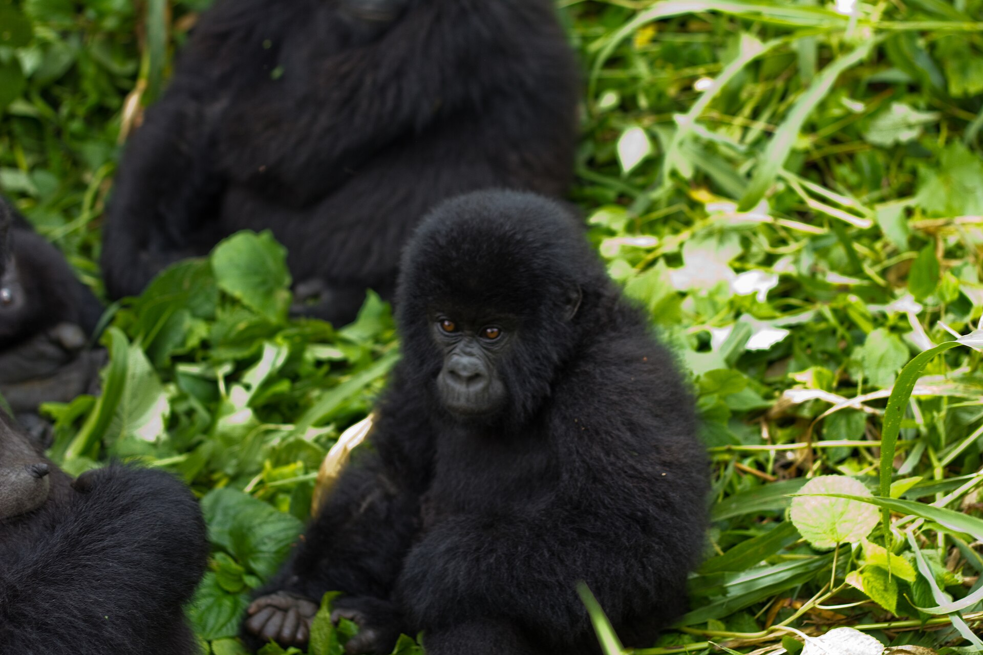 A young mountain gorilla in the Virunga region of eastern DR Congo