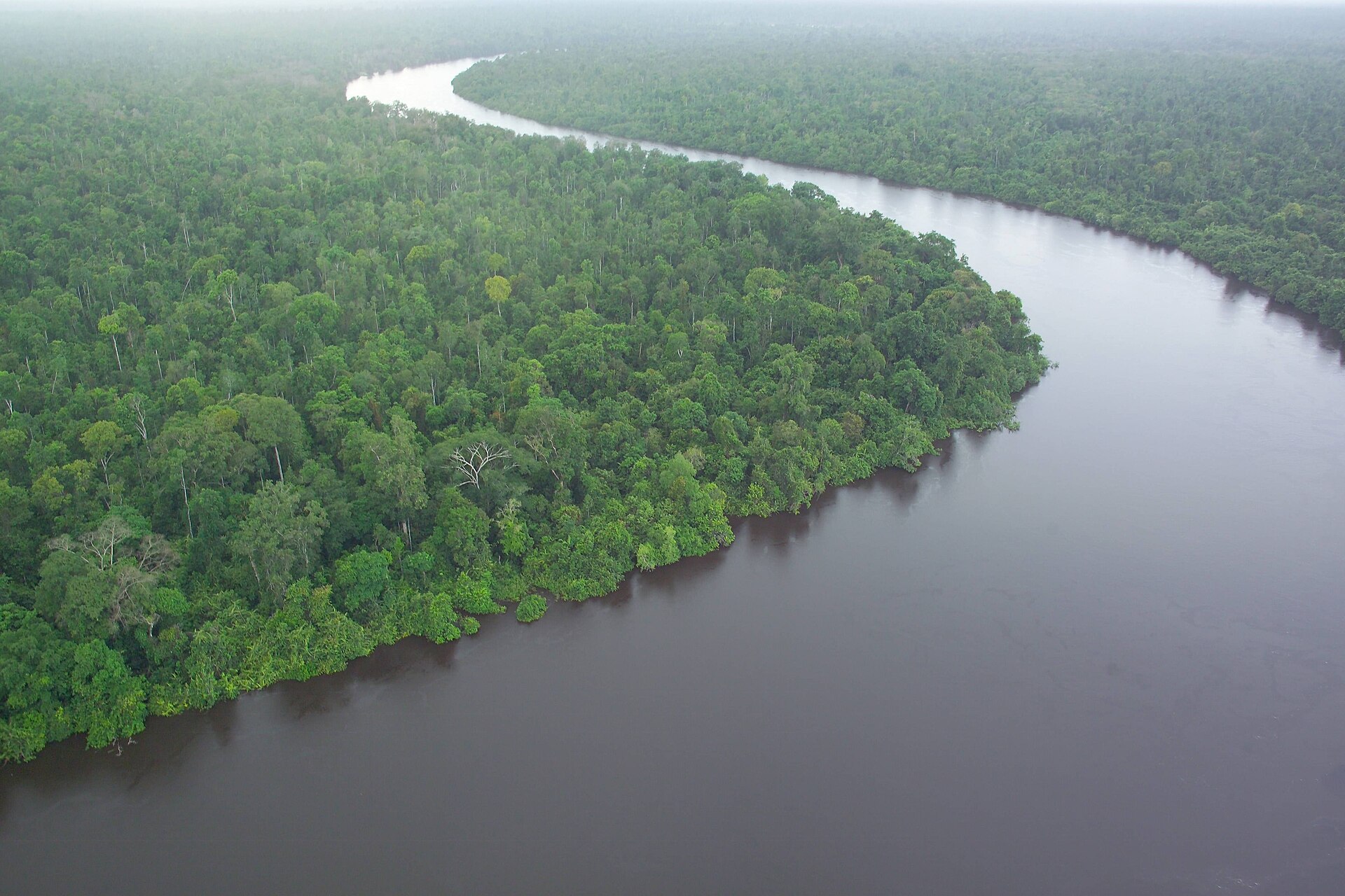 Peat-swamp forest and river in Borneo