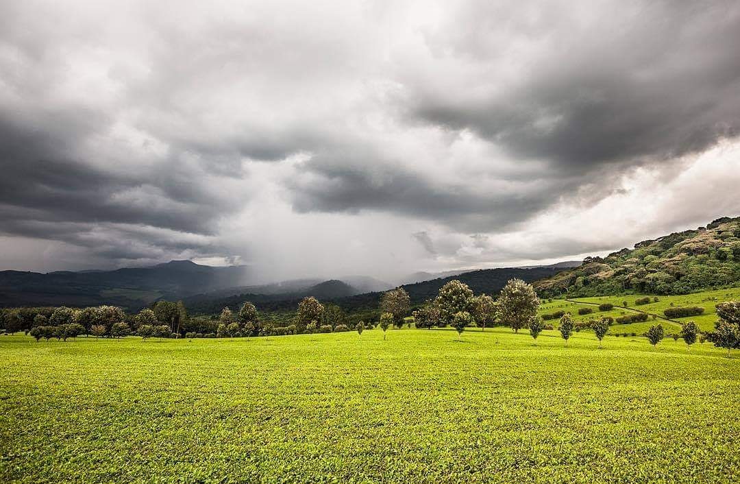 A tea plantation in the Kenyan highlands