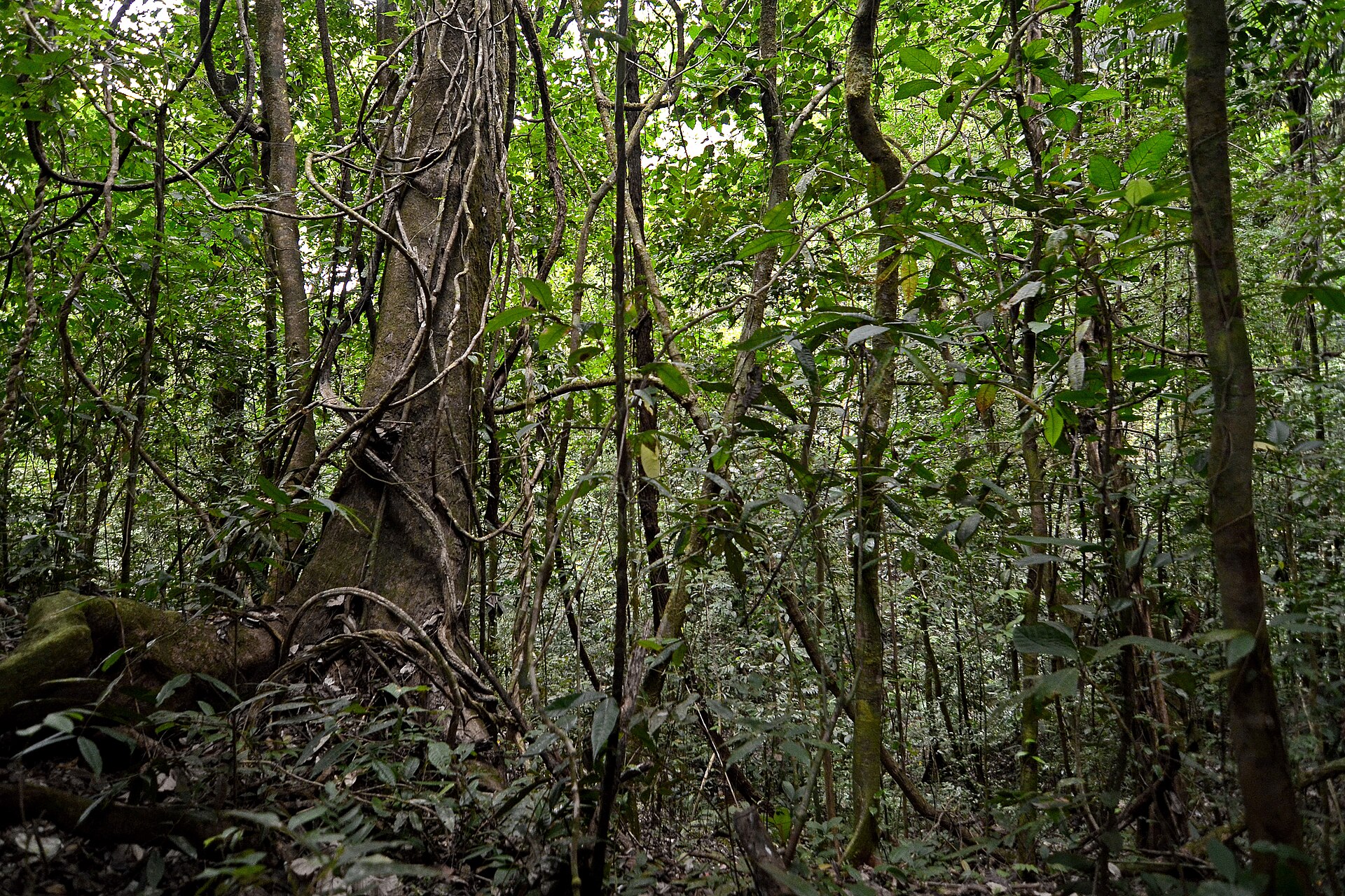 Interior of a tropical rainforest in Panama