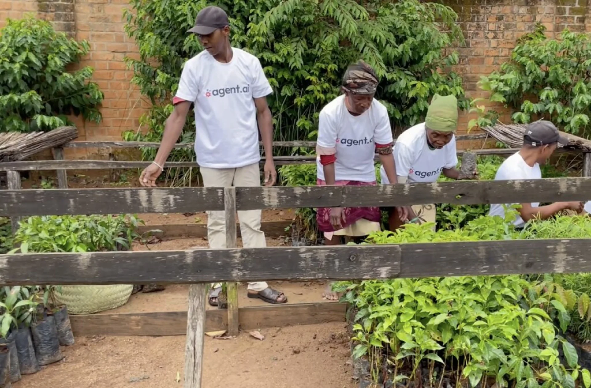 A tree sponsored by Agent AI, growing on an Evertreen Madagascar reforestation parcel, photographed by the local partner