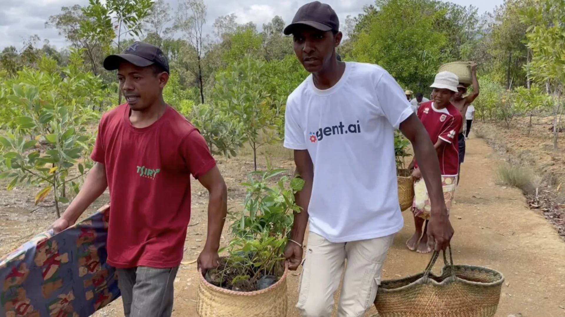 A tree sponsored by Agent AI, growing on an Evertreen Madagascar reforestation parcel, photographed by the local partner
