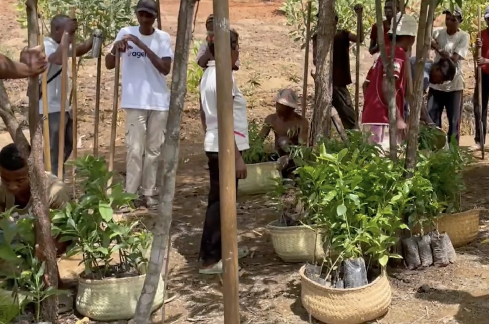 A tree sponsored by Agent AI, growing on an Evertreen Madagascar reforestation parcel, photographed by the local partner