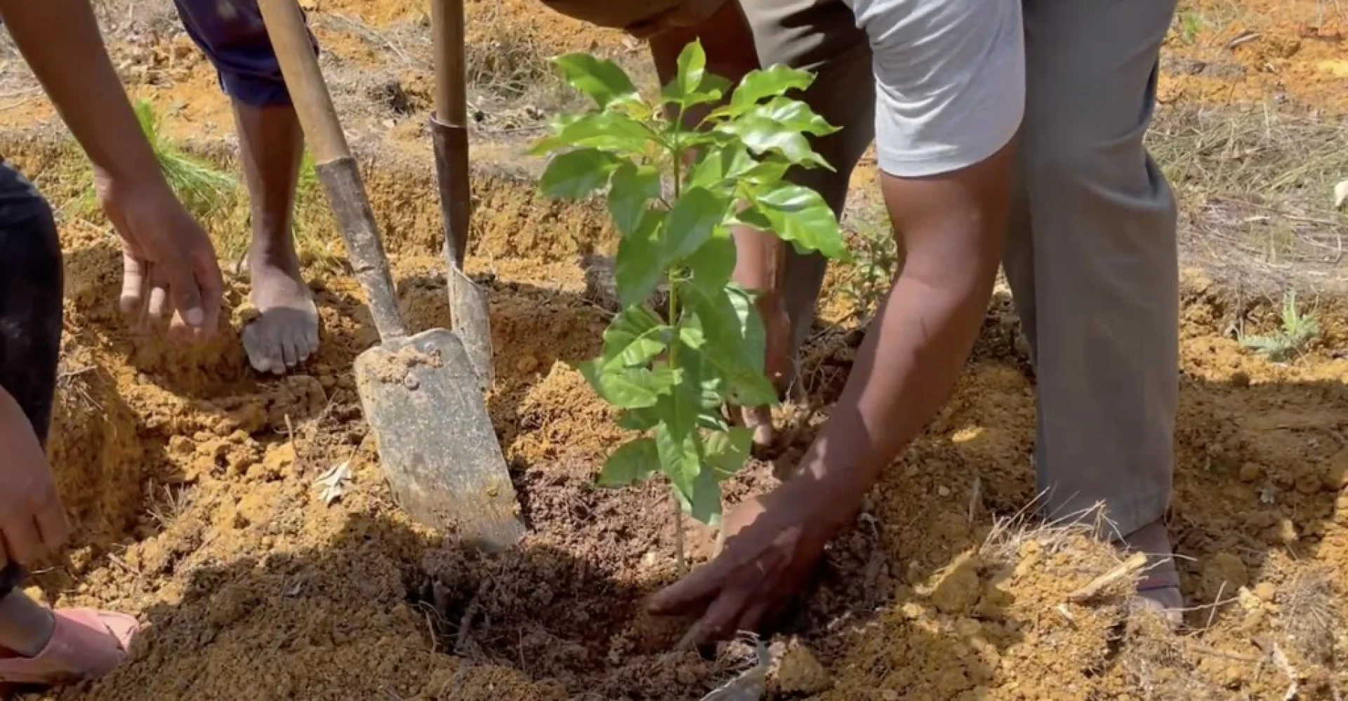 A tree sponsored by Agent AI, growing on an Evertreen Madagascar reforestation parcel, photographed by the local partner