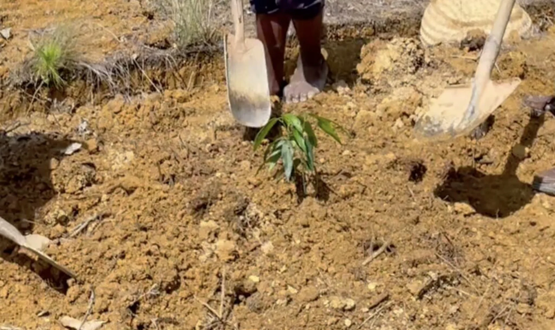 A tree sponsored by Agent AI, growing on an Evertreen Madagascar reforestation parcel, photographed by the local partner