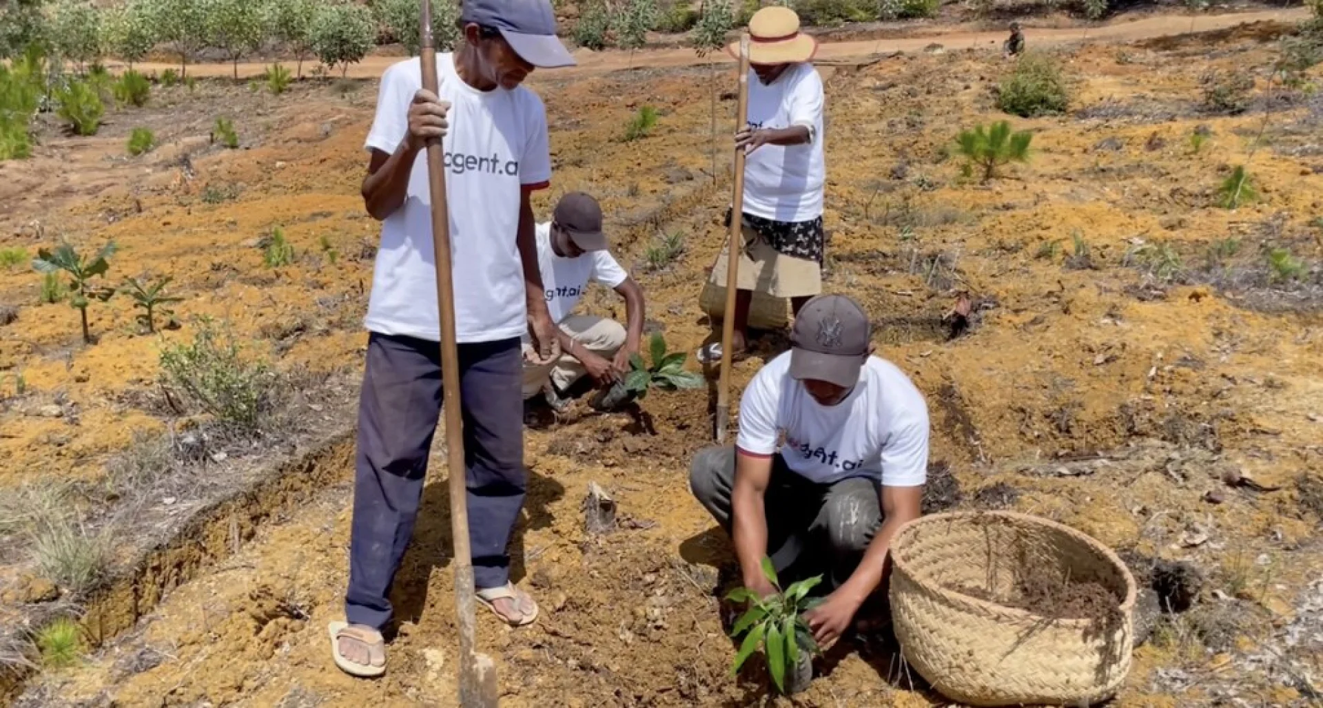 A tree sponsored by Agent AI, growing on an Evertreen Madagascar reforestation parcel, photographed by the local partner