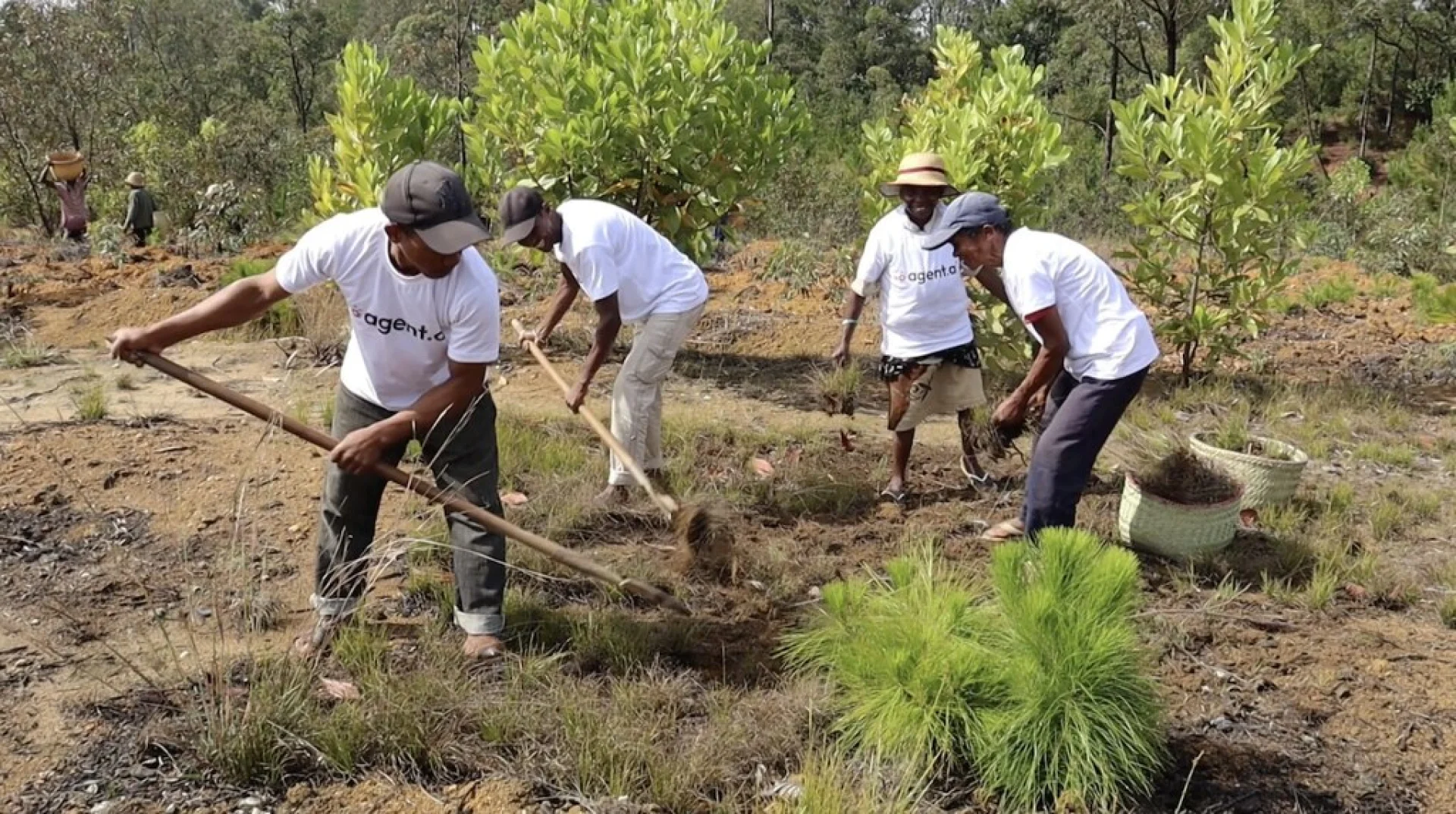 A tree sponsored by Agent AI, growing on an Evertreen Madagascar reforestation parcel, photographed by the local partner