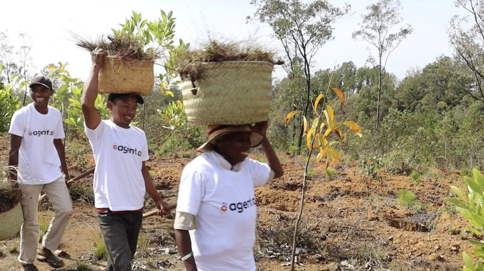 A tree sponsored by Agent AI, growing on an Evertreen Madagascar reforestation parcel, photographed by the local partner