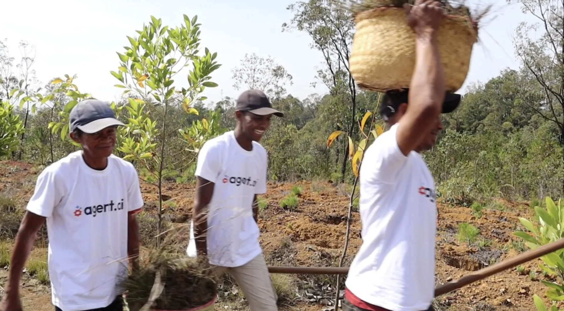 A tree sponsored by Agent AI, growing on an Evertreen Madagascar reforestation parcel, photographed by the local partner