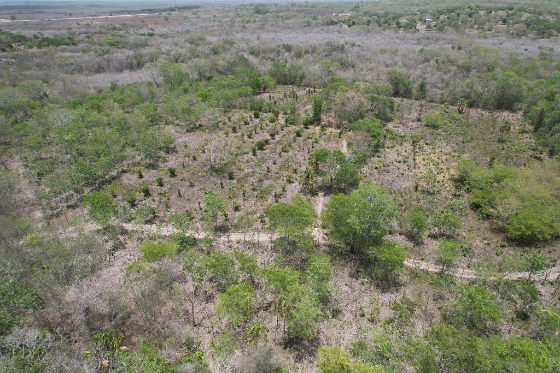 AMBIO team members walking a Scolel'te reforestation parcel in Chiapas