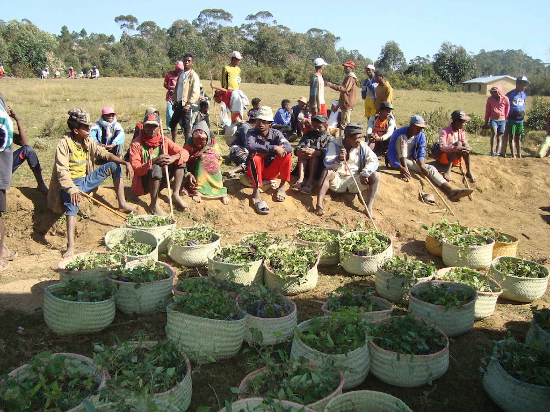 An Arabica coffee agroforestry parcel bordering the natural forest in Vohidahy