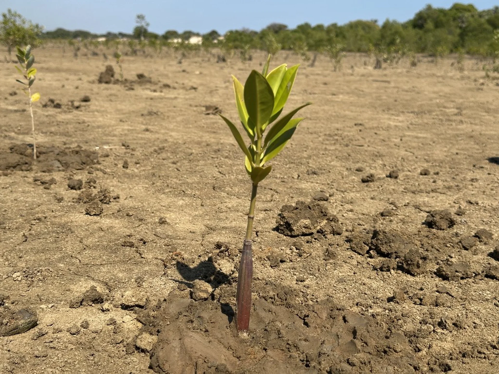 An Arabica coffee agroforestry parcel bordering the natural forest in Vohidahy