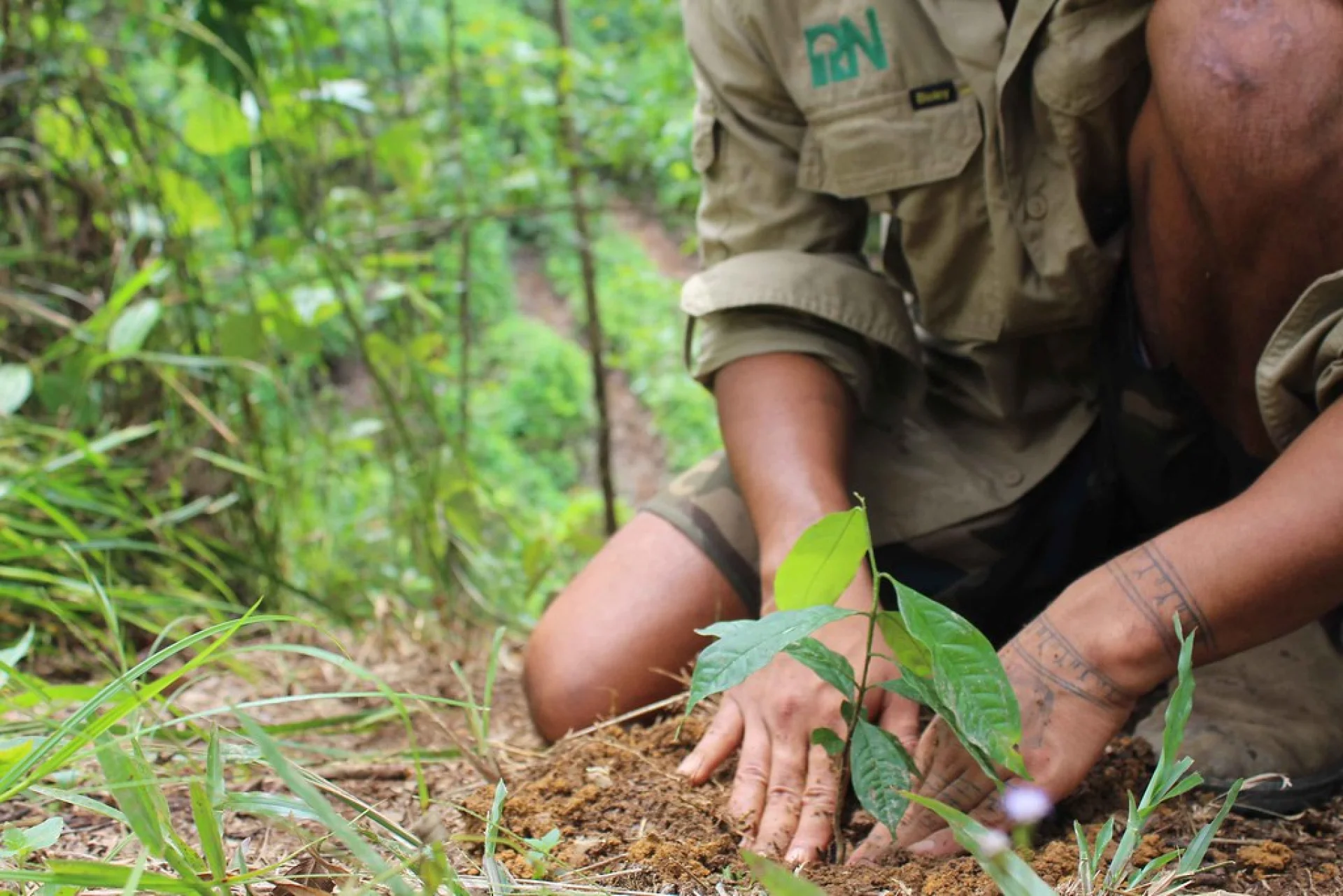 A volunteer bucket-planting native seedlings on a Queensland restoration site