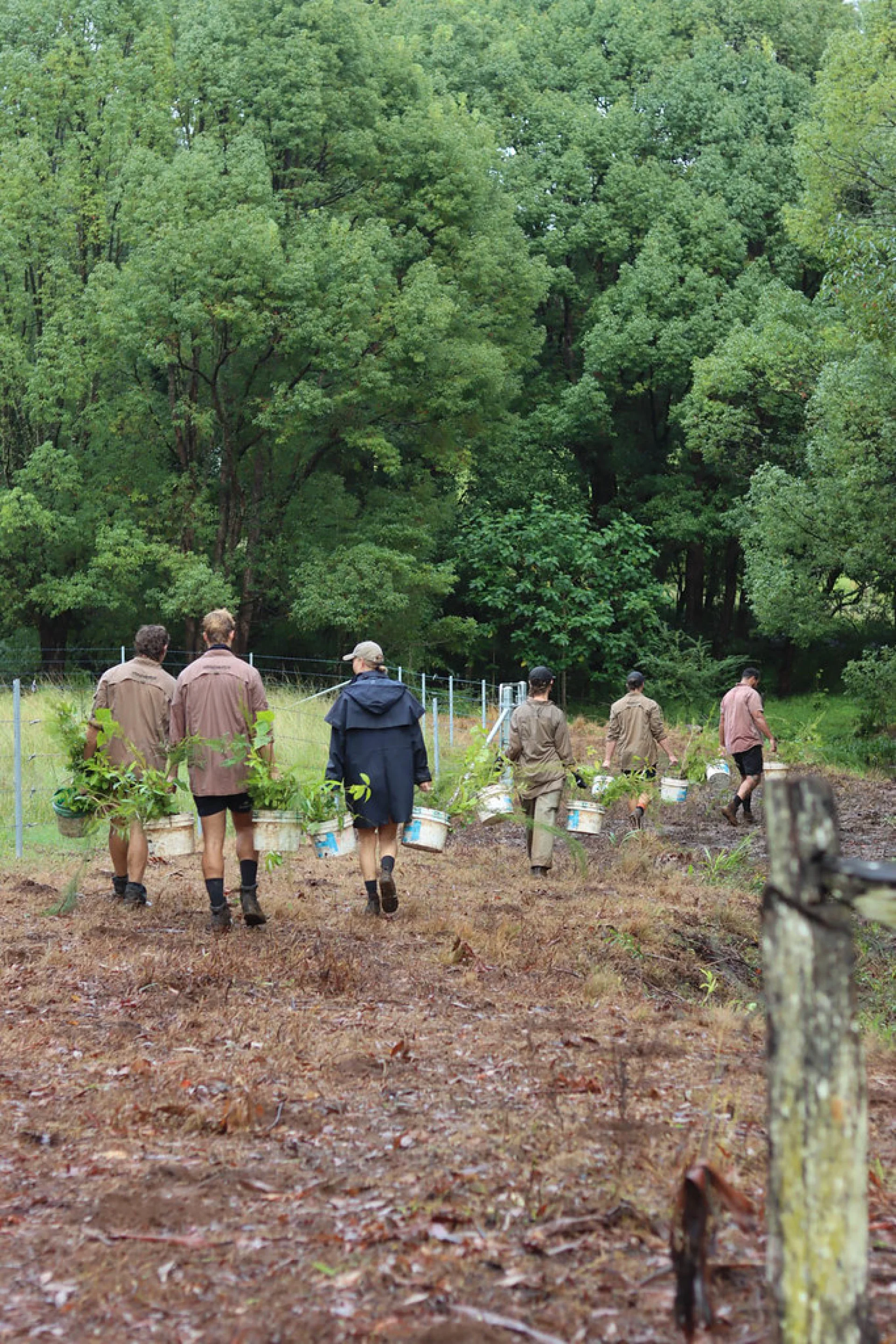 A volunteer bucket-planting native seedlings on a Queensland restoration site