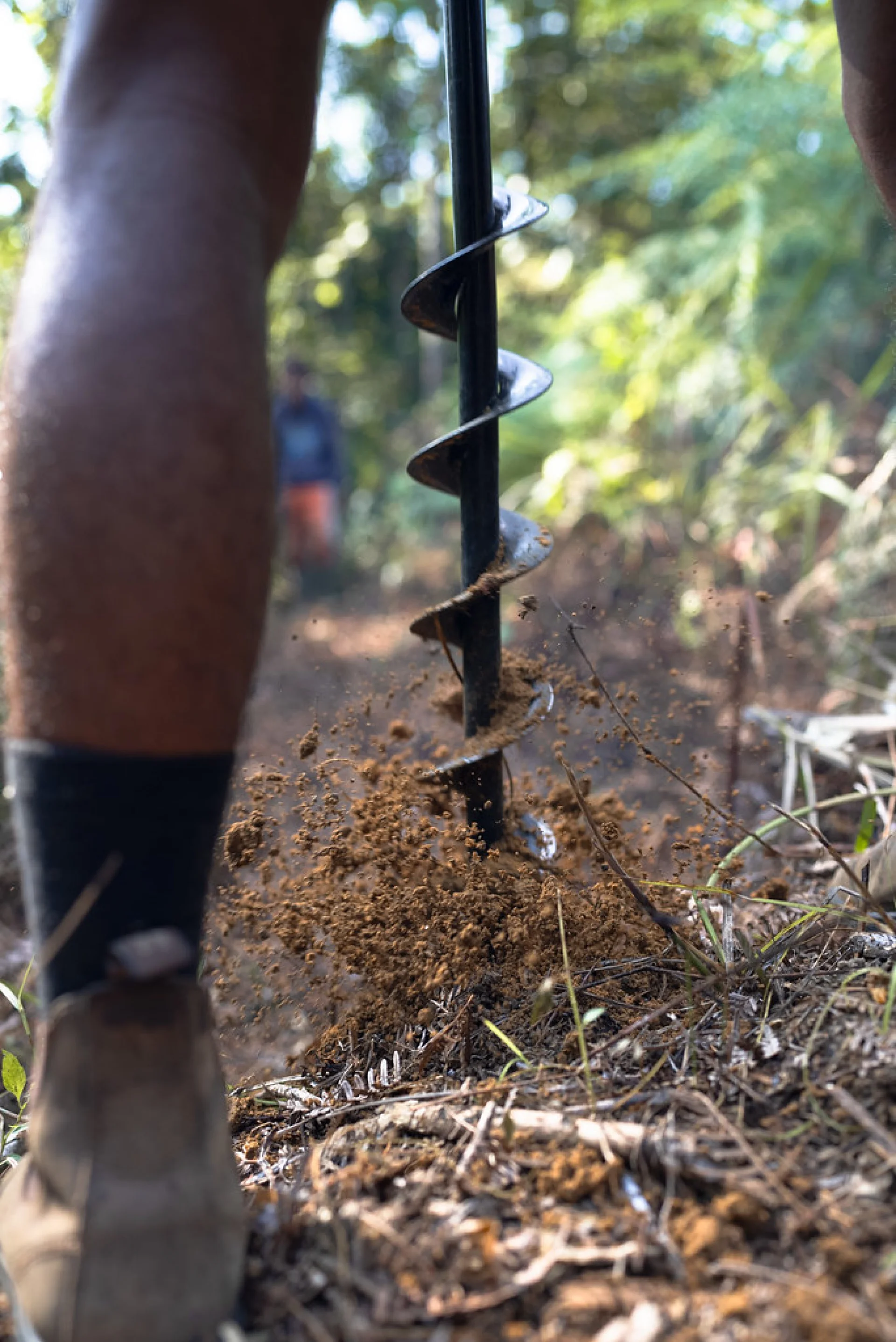 A bushfire-recovery planting site in the Australian outback, showing new saplings