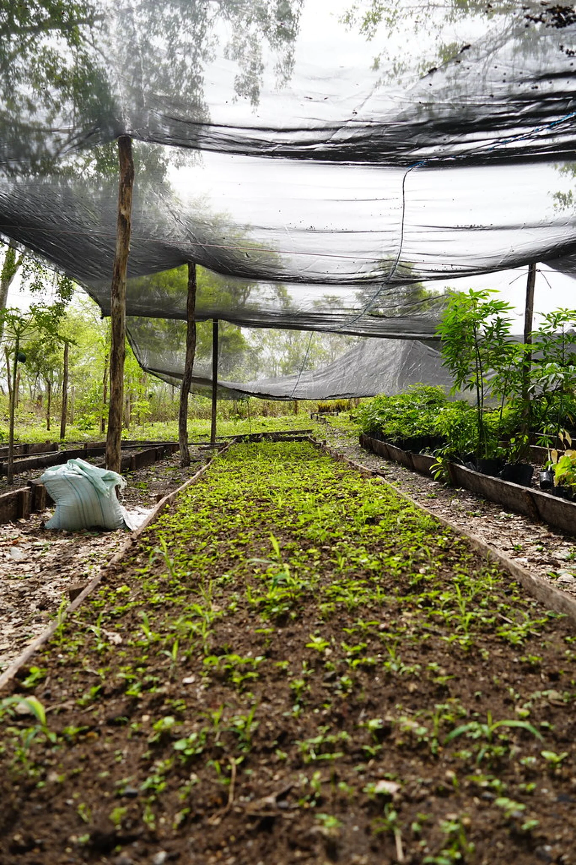 A Chiapas smallholder pruning shade crops in the Scolel'te community agroforestry programme