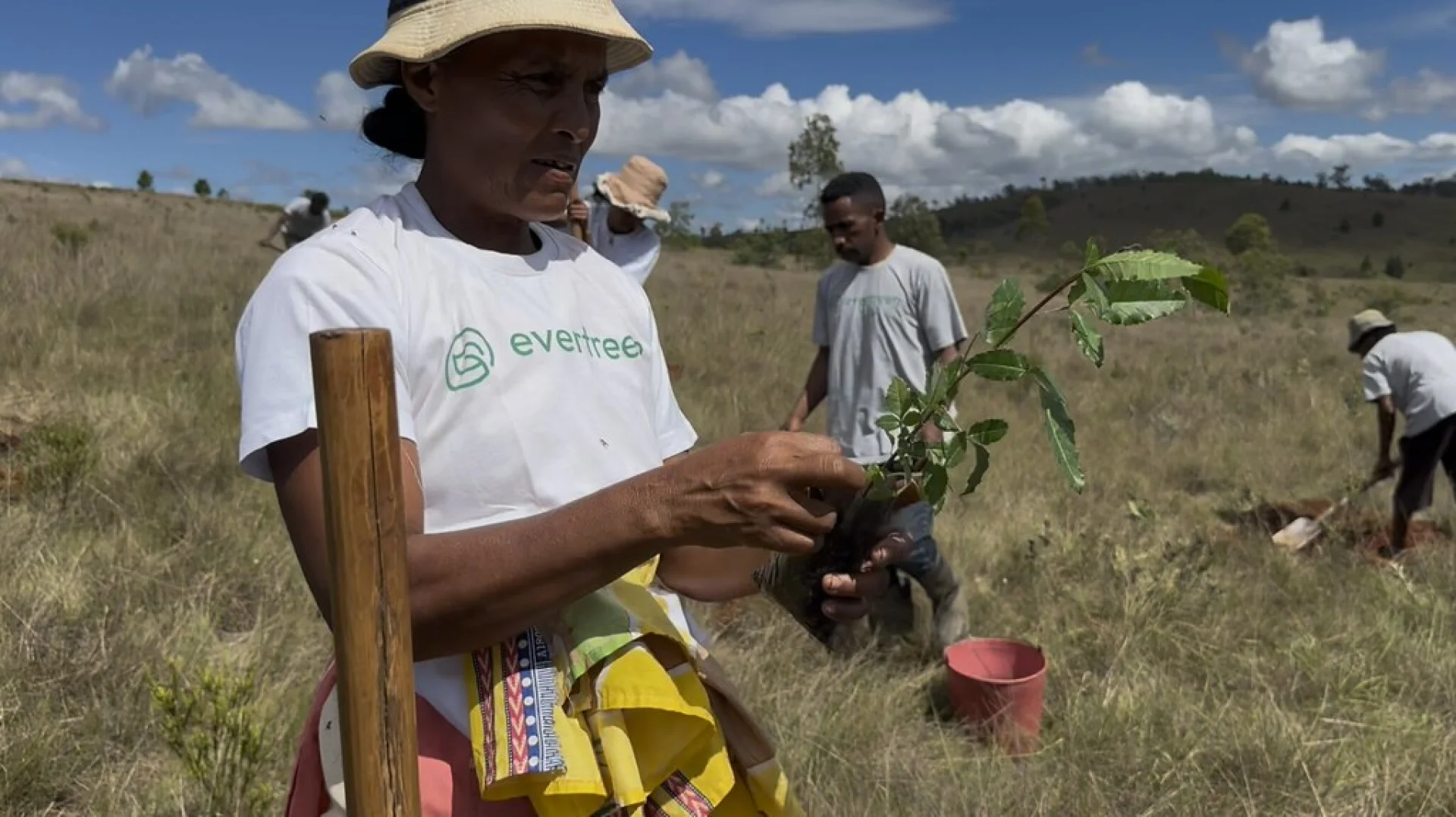 A basket of freshly harvested Arabica coffee cherries at a Vohidahy agroforestry plot