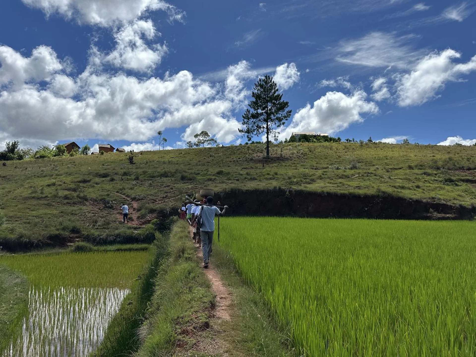 Villagers from Vohidahy walking to a planting plot with young trees and hand tools