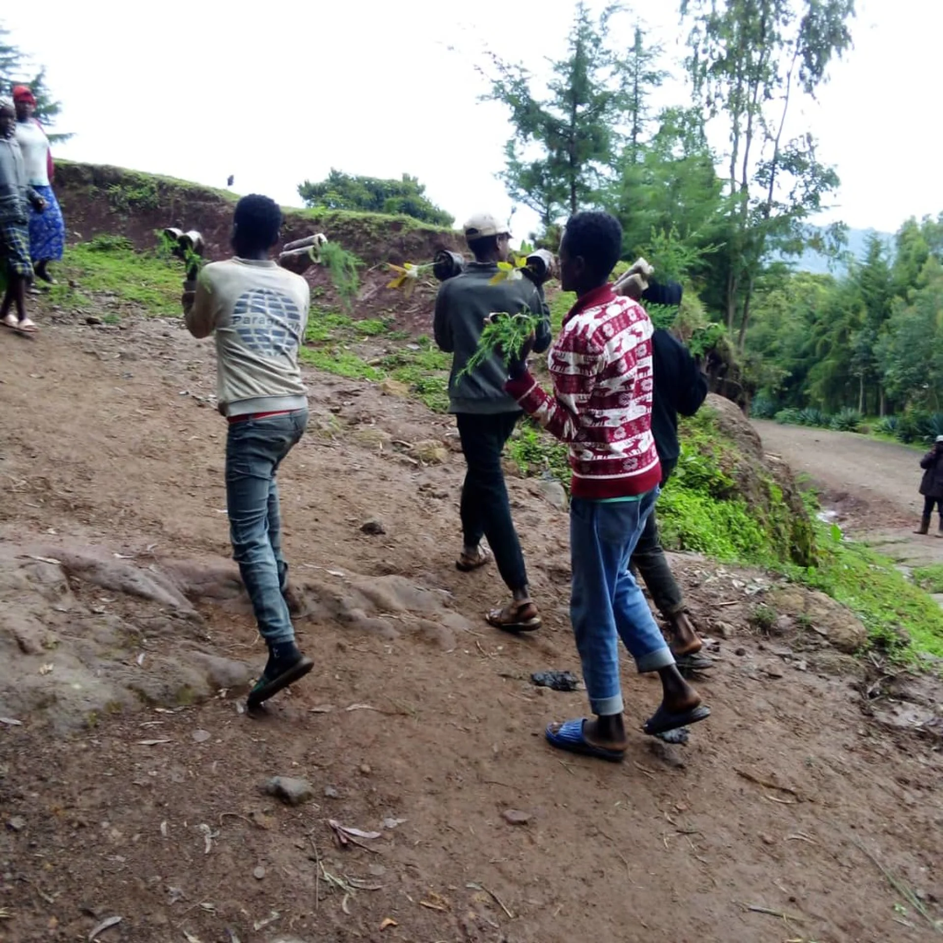 Villagers from Vohidahy walking to a planting plot with young trees and hand tools