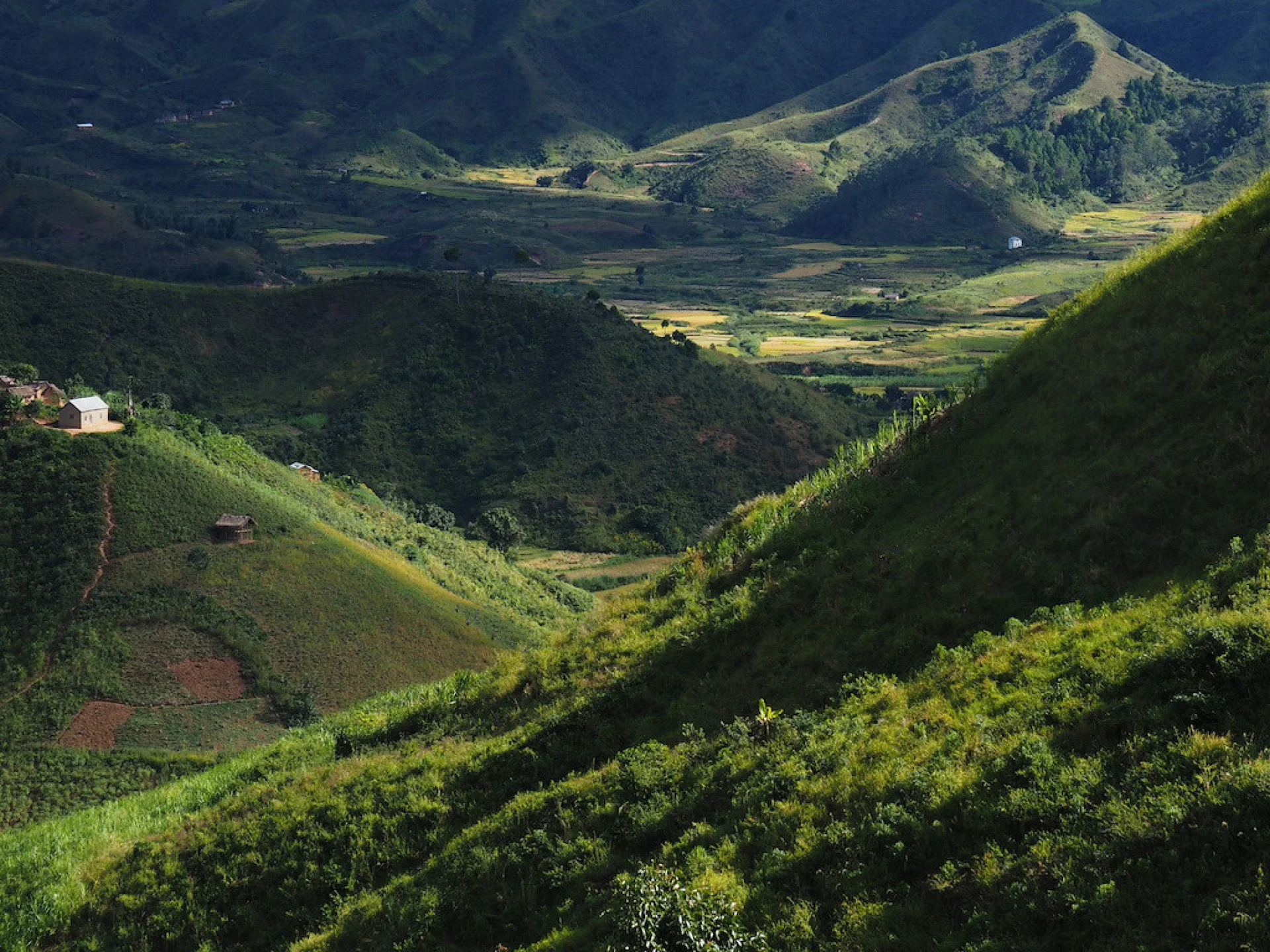 Villagers from Vohidahy walking to a planting plot with young trees and hand tools