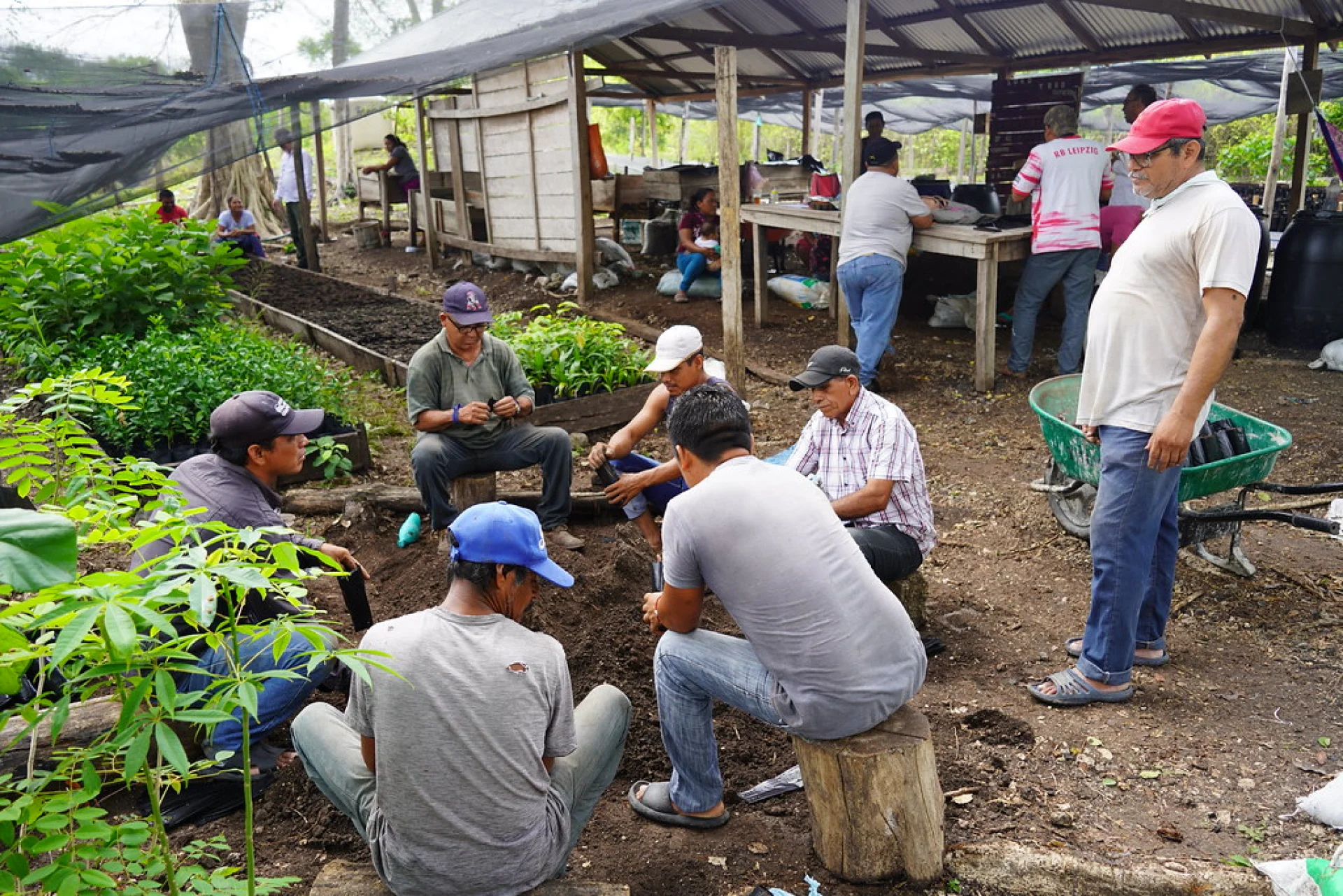 Community members planting native saplings during a reforestation day in the Yucatán rainforest