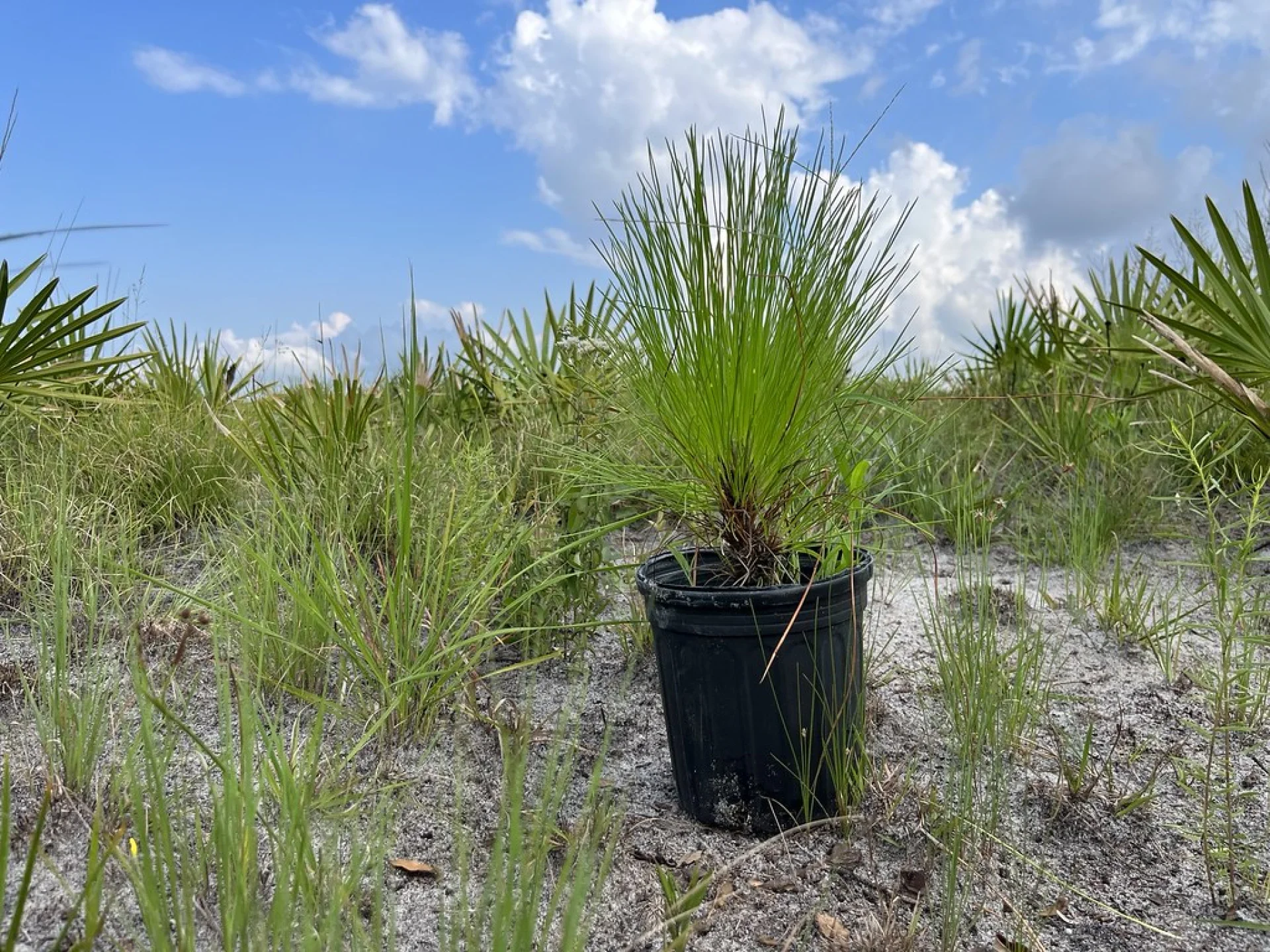 Community volunteers planting native trees on a Florida grove restoration day