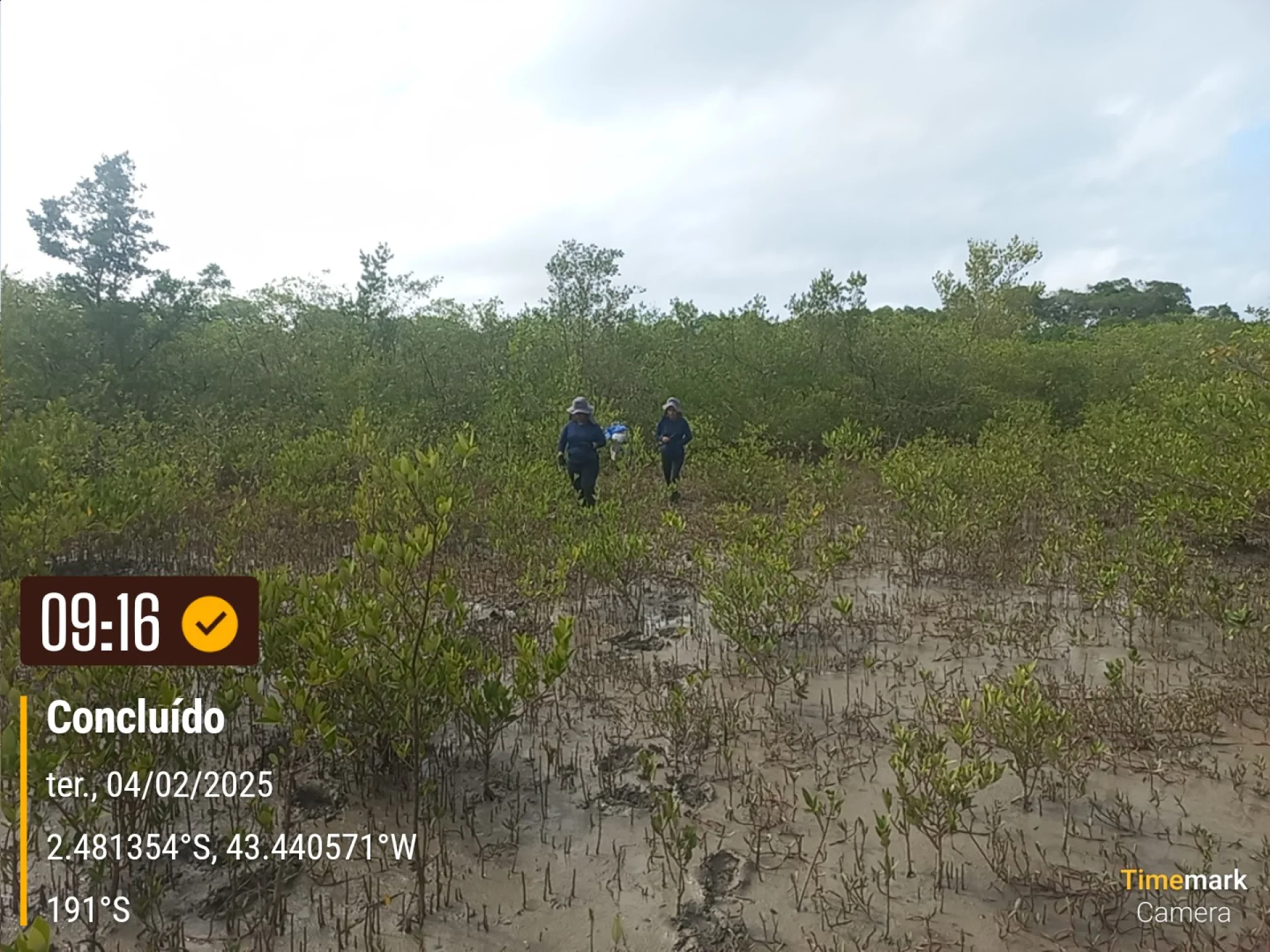 Newly planted native saplings on a restoration plot in Brazil, recorded on site as the planting is completed