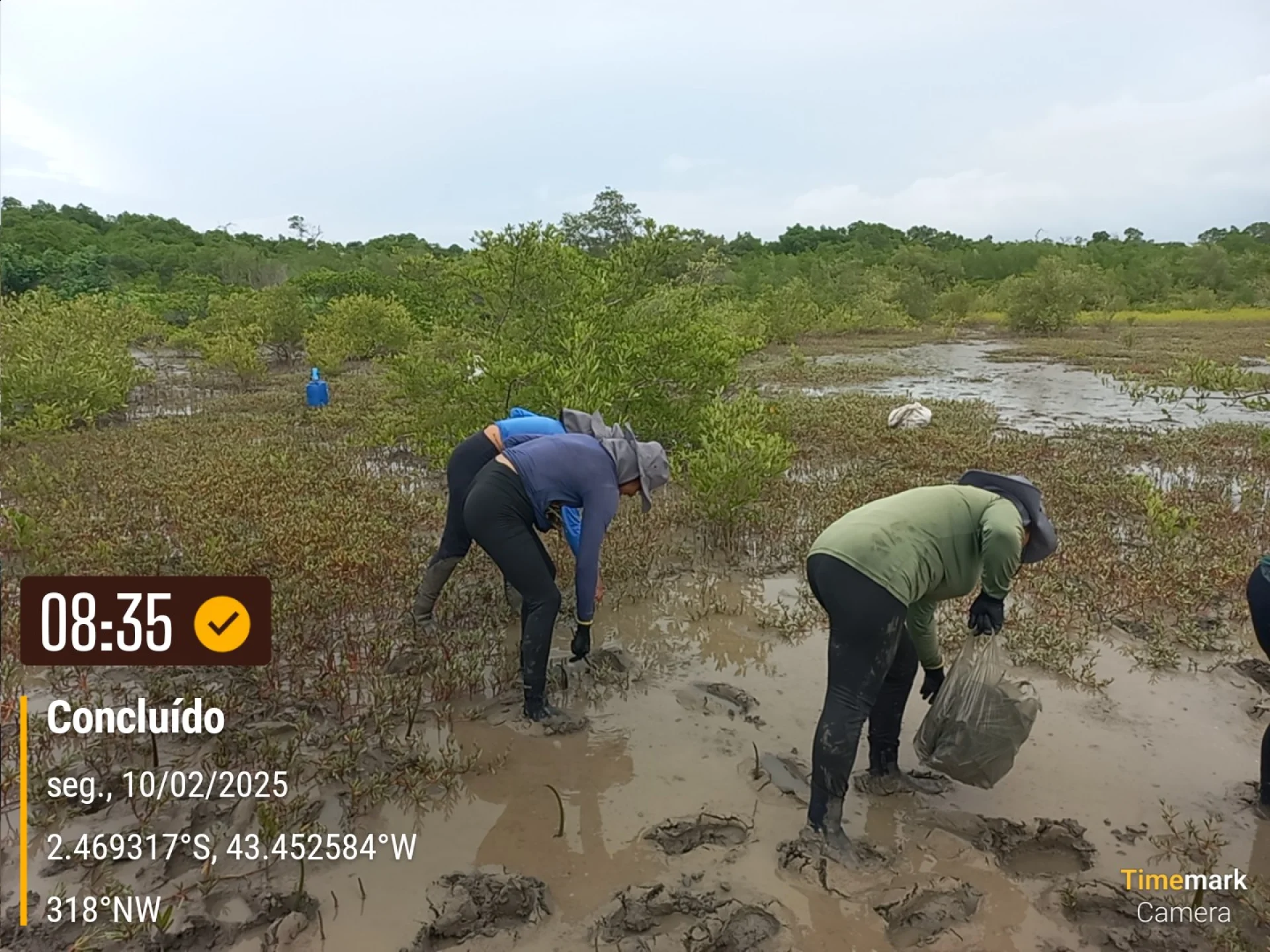 Native seedlings growing on a monitored restoration parcel in Brazil