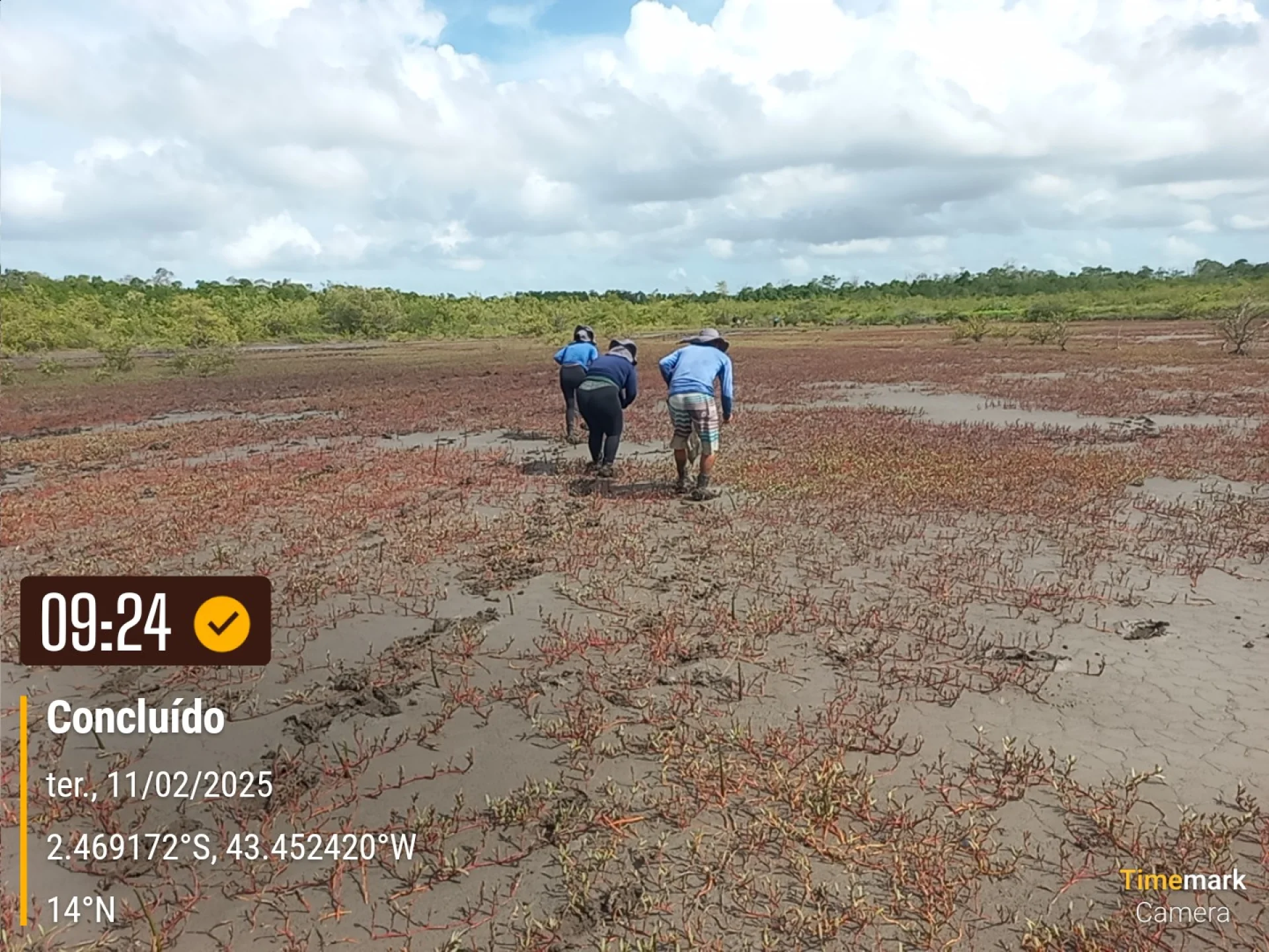 A monitored reforestation plot of young native tree seedlings at a Restoration Era planting site in Brazil, photographed during field verification