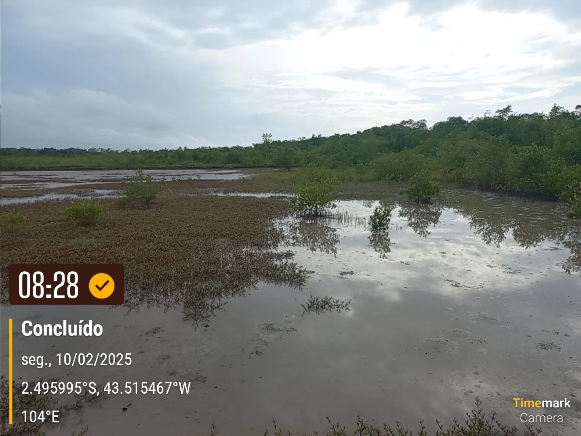 Native seedlings growing on a monitored restoration parcel in Brazil
