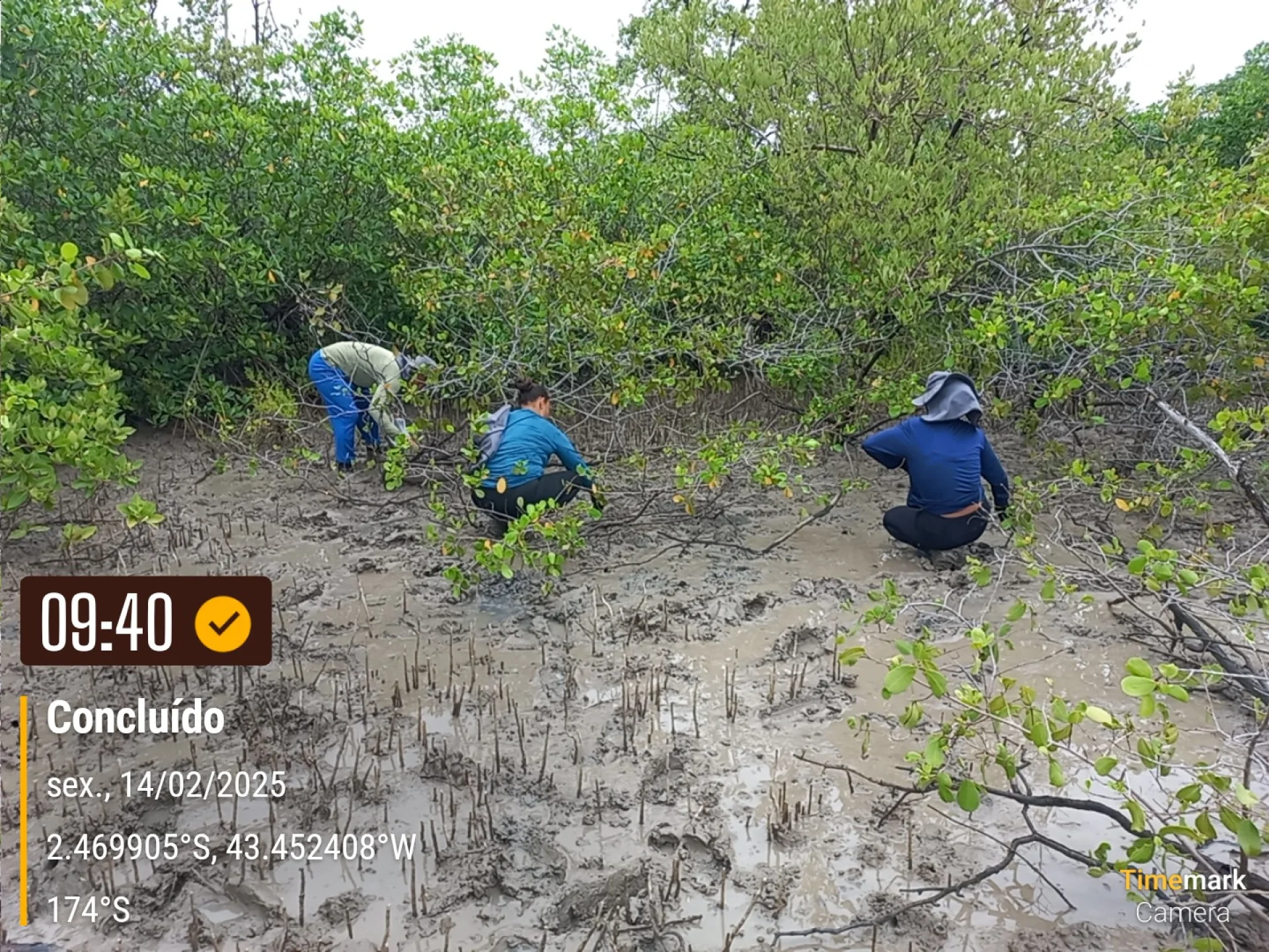 A field verification photo of a completed native-tree planting plot in Brazil