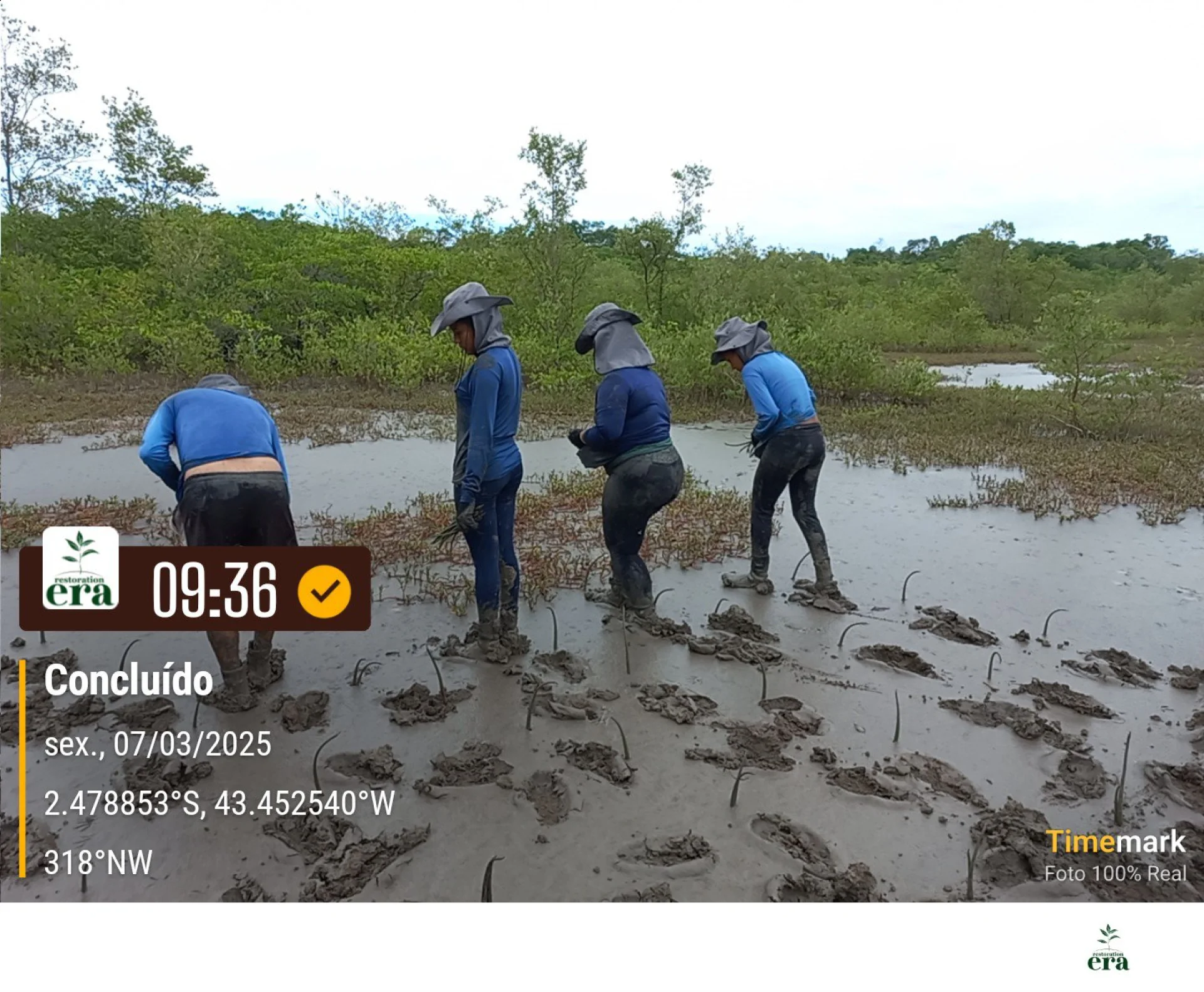 Newly planted native saplings on a restoration plot in Brazil, recorded on site as the planting is completed