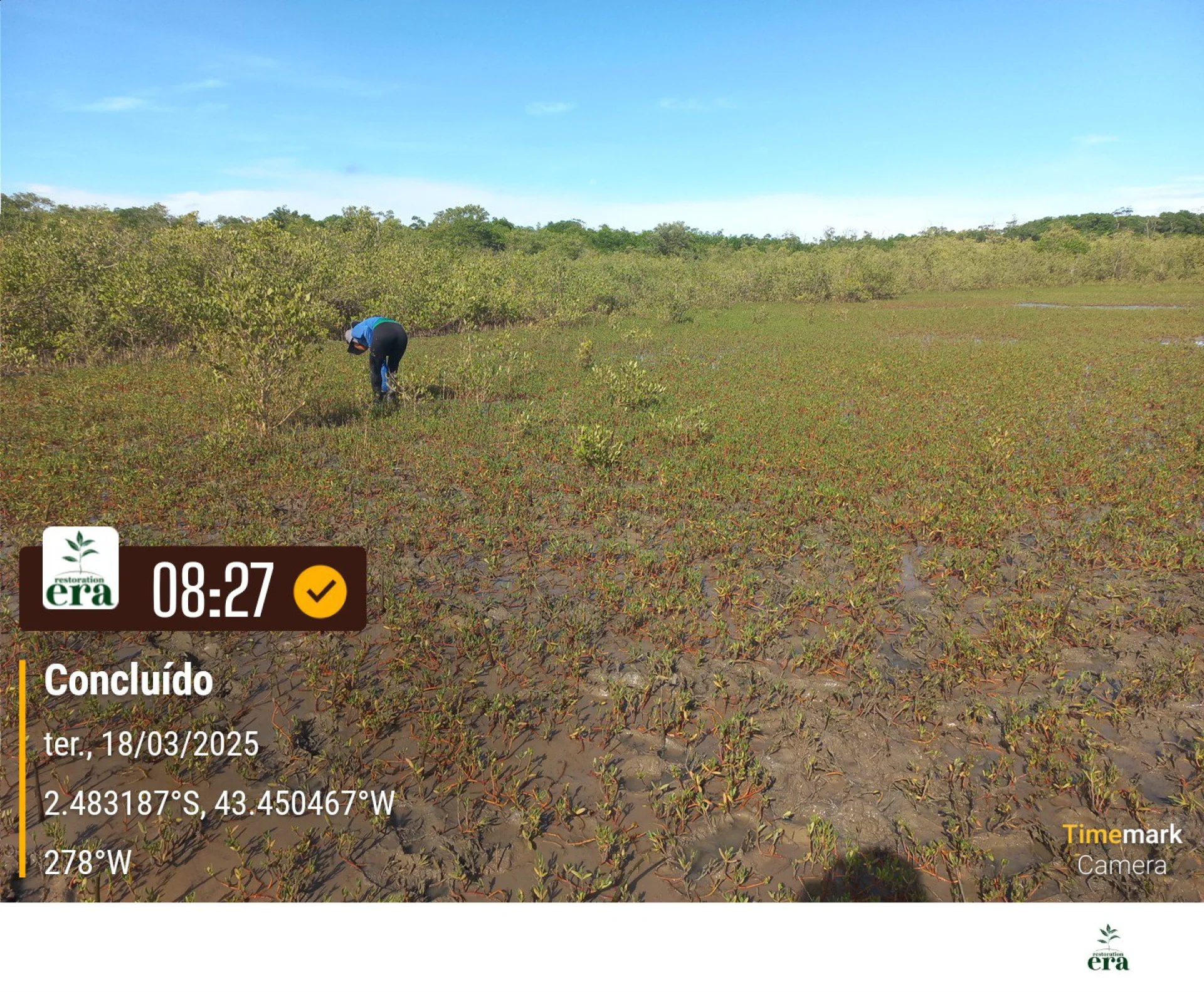 Rows of young native trees establishing on a Restoration Era planting site in Brazil