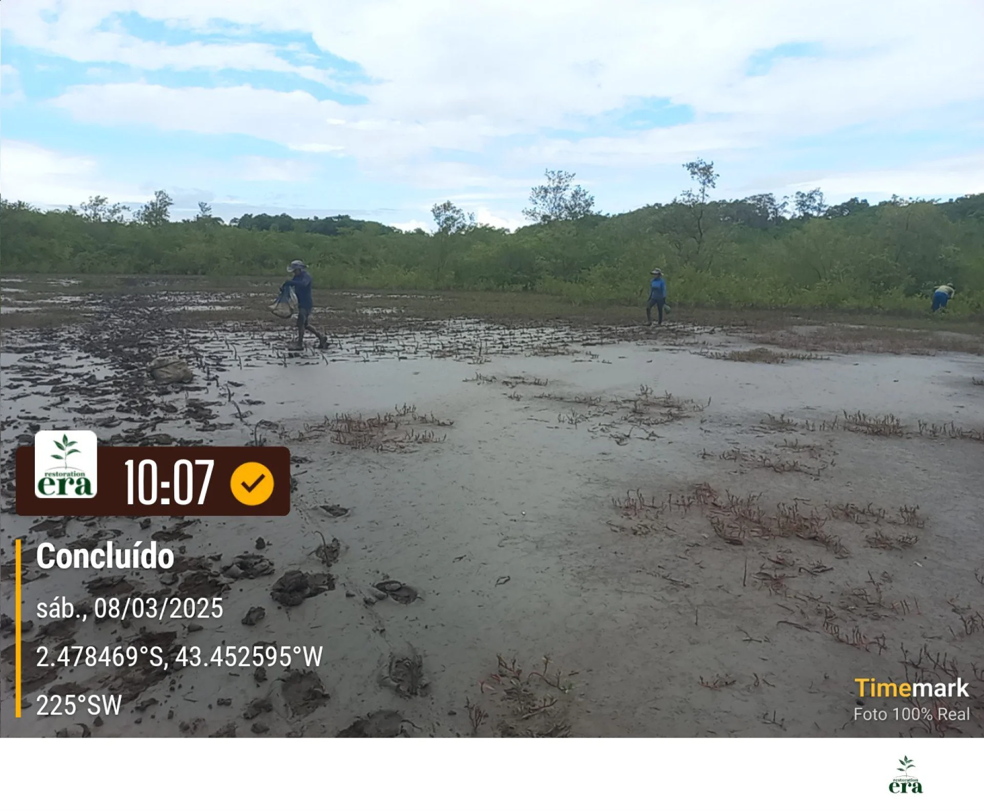 A monitored reforestation plot of young native tree seedlings at a Restoration Era planting site in Brazil, photographed during field verification