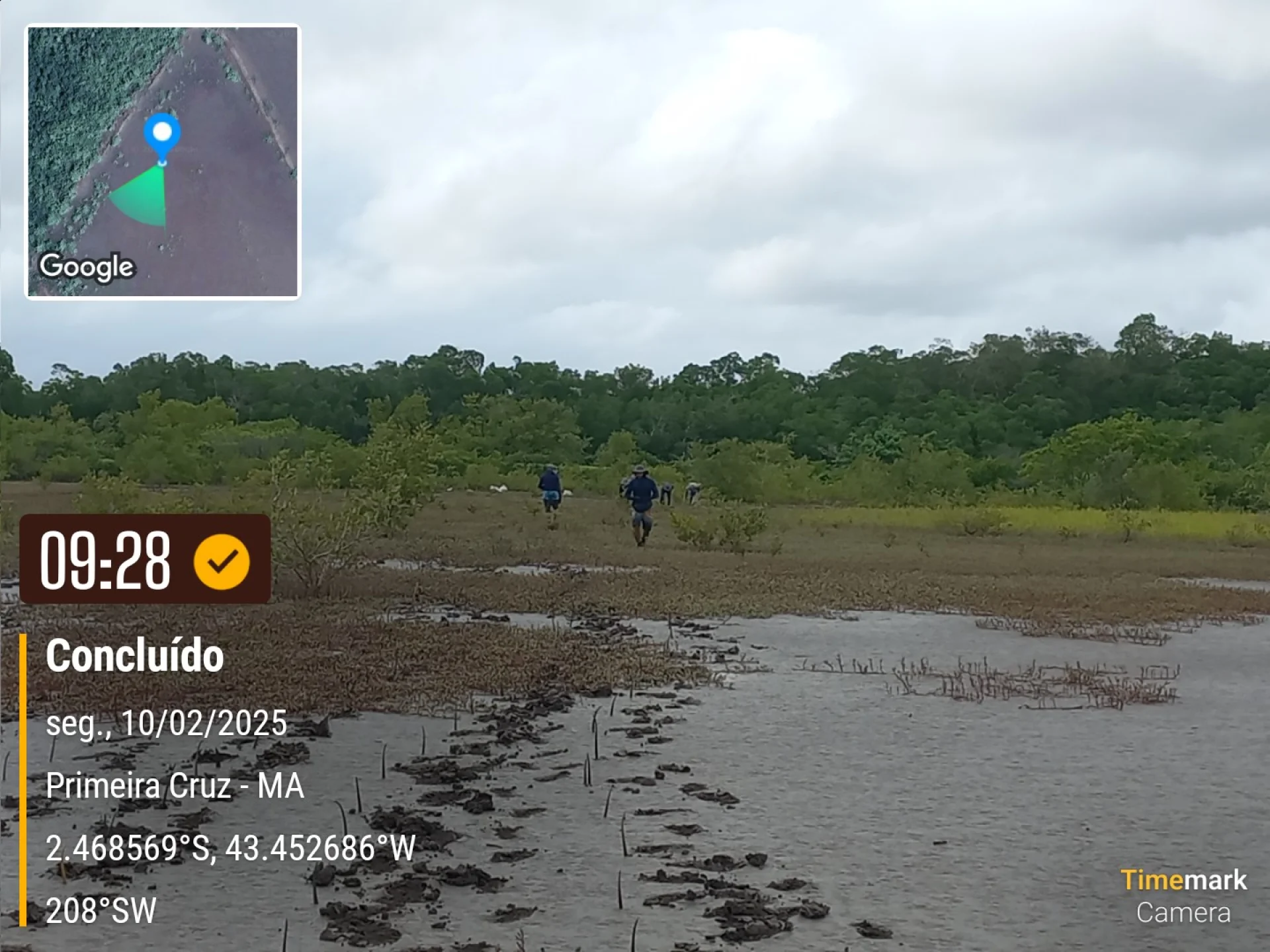 Native seedlings growing on a monitored restoration parcel at Primeira Cruz, in the Maranhão region of Brazil