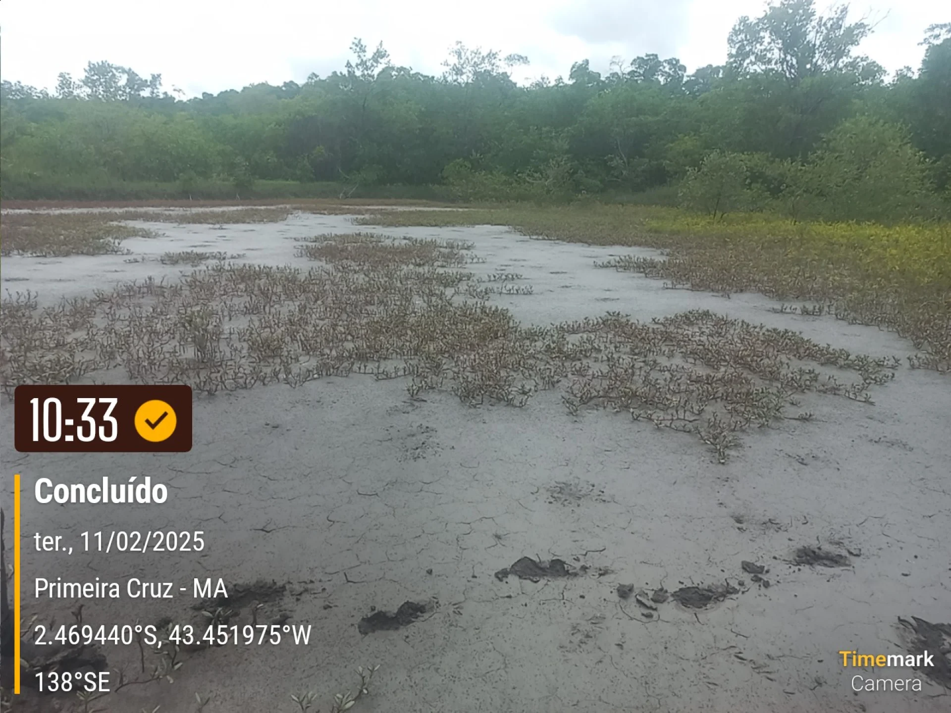 Rows of young native trees establishing on a Restoration Era planting site at Primeira Cruz in northeastern Brazil