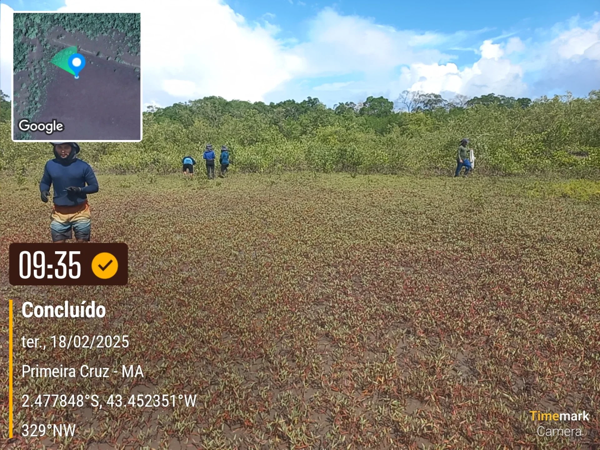Newly planted native saplings on a restoration plot at Primeira Cruz, Maranhão, recorded on site as the planting is completed
