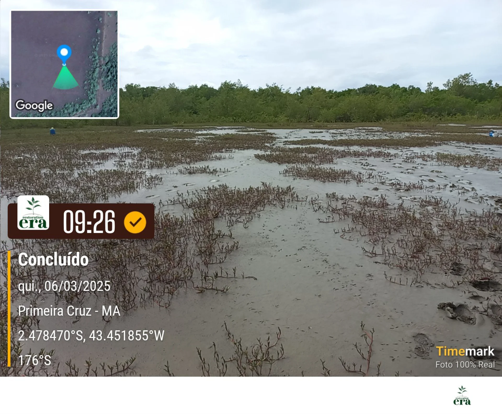 A field verification photo of a completed native-tree planting plot at Primeira Cruz, Maranhão, Brazil