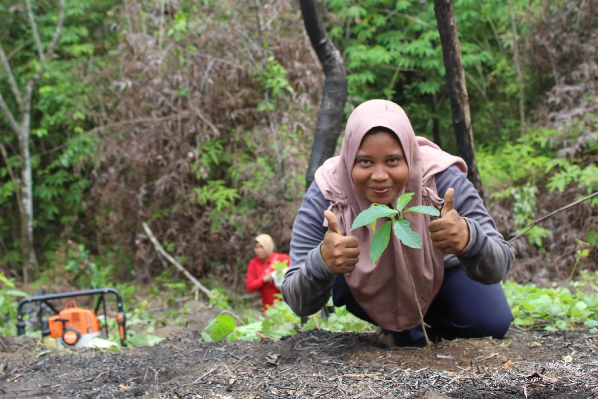 A young endangered small-leaved tamarind seedling on a native tree restoration site