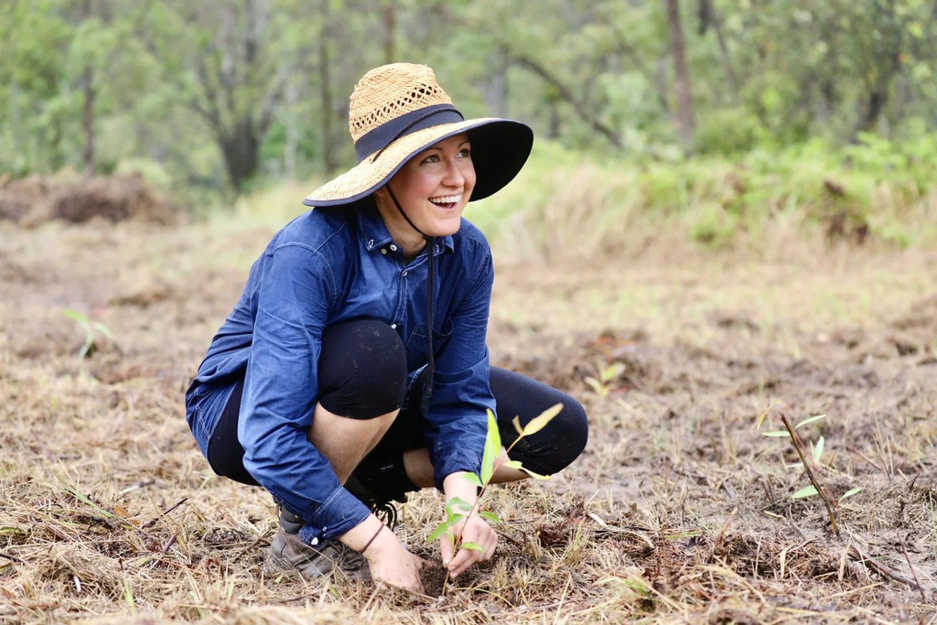 A young endangered small-leaved tamarind seedling on a native tree restoration site