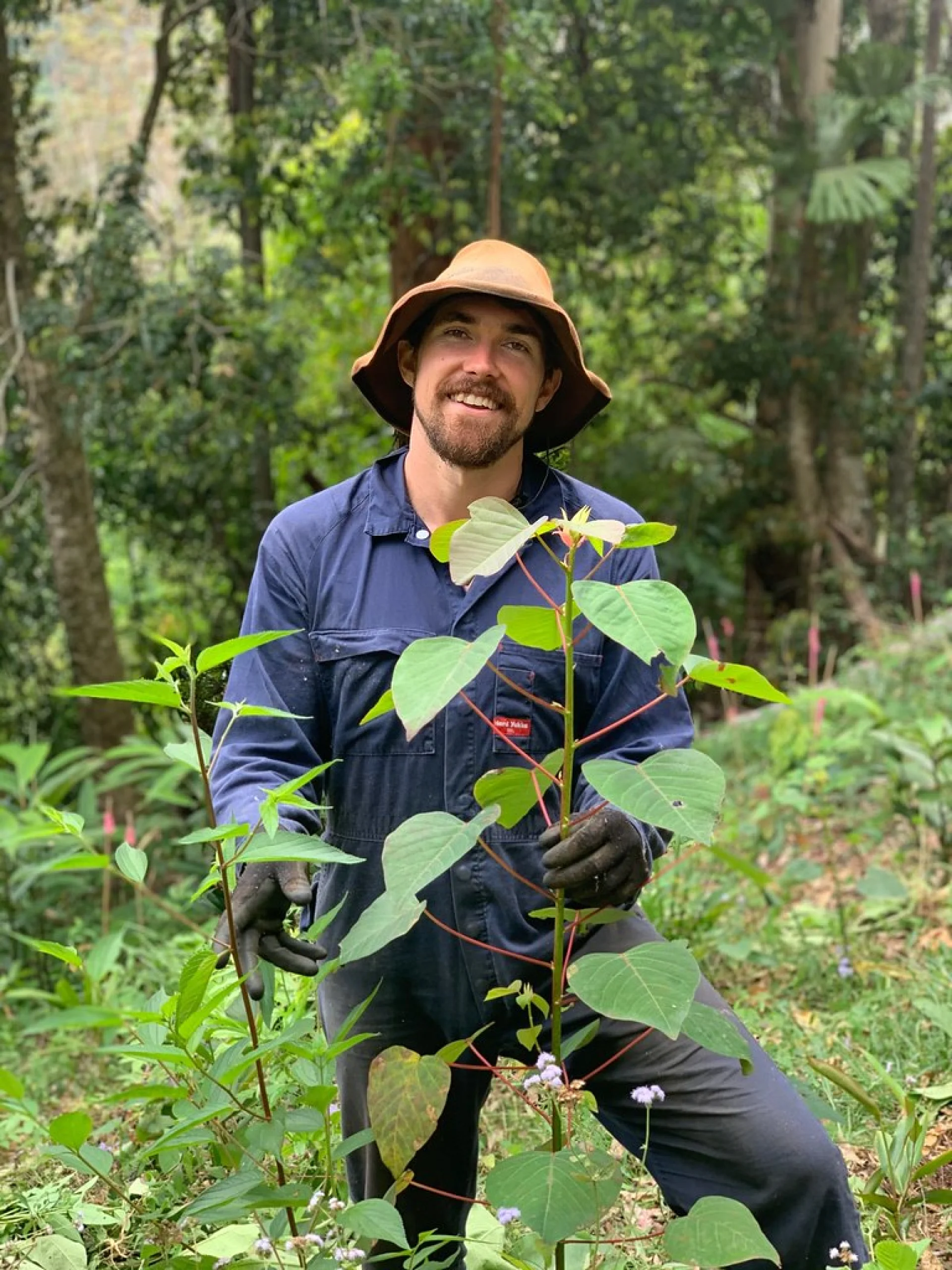 A young endangered small-leaved tamarind seedling on a native tree restoration site