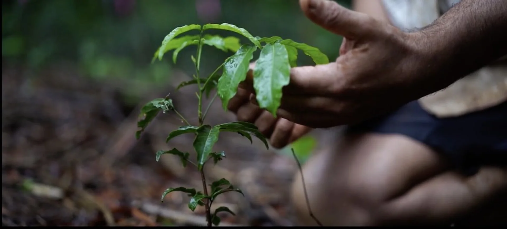 A young endangered small-leaved tamarind sapling on Evertreen’s Queensland restoration site