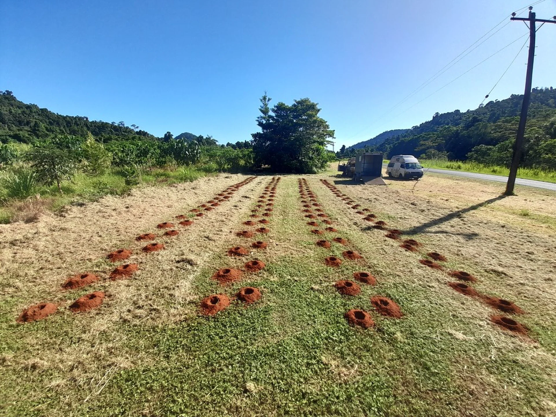 Trays of Malagasy endemic hardwood seedlings ready for planting into a restoration plot
