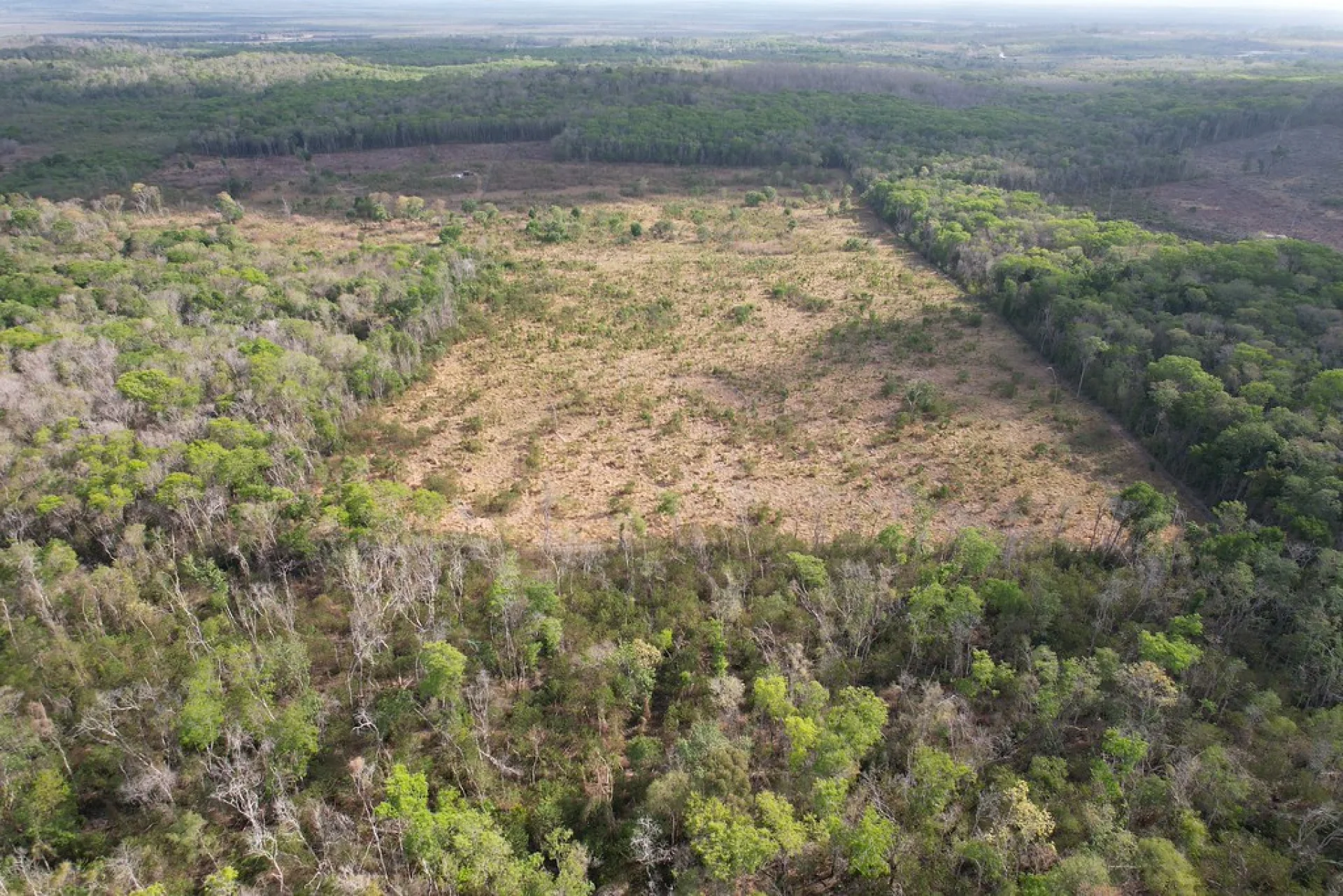A farmer inspecting the growth of native trees on a Plan Vivo agroforestry parcel in Mexico