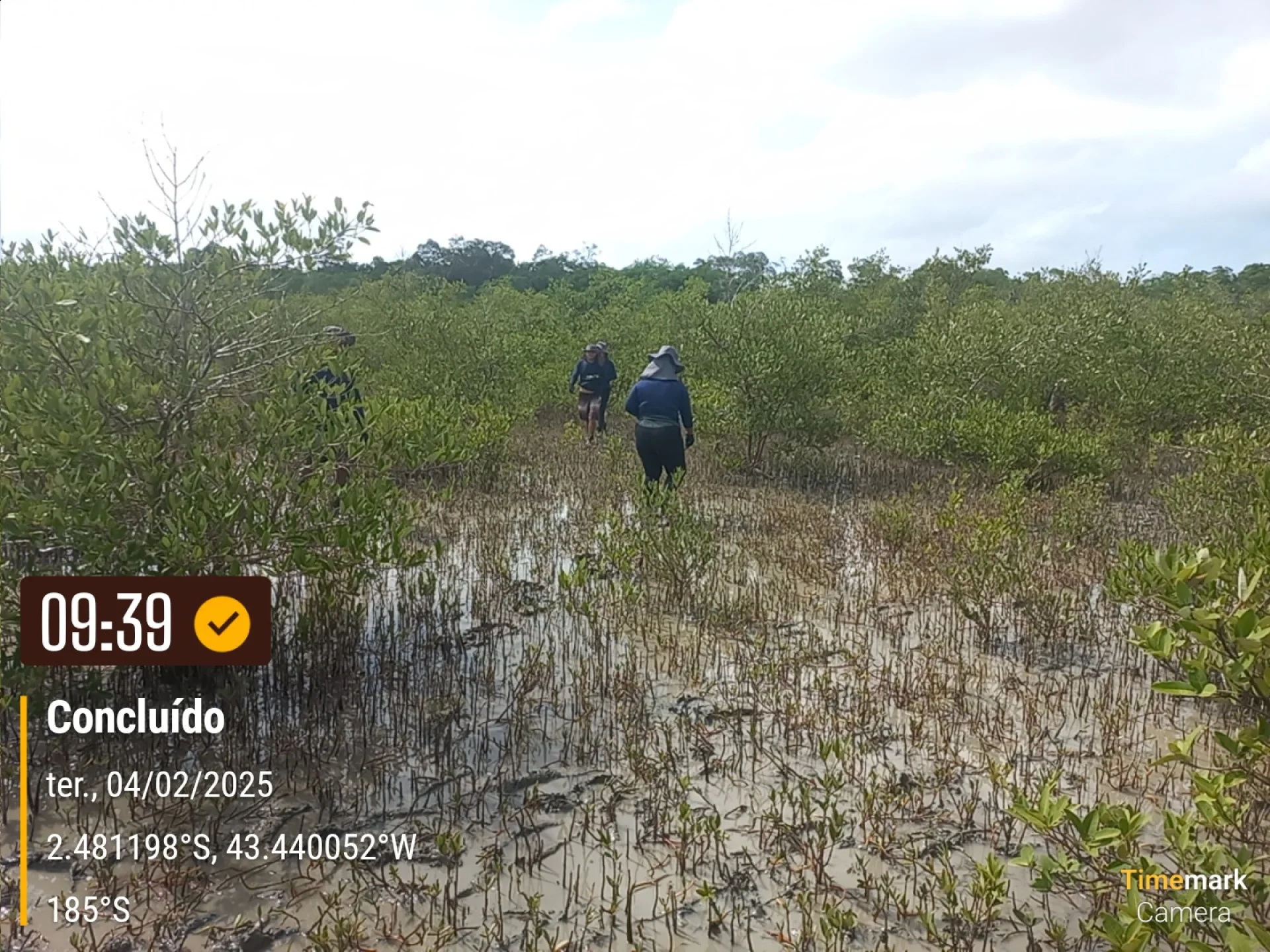 Rows of young native trees establishing on a Restoration Era planting site in Brazil