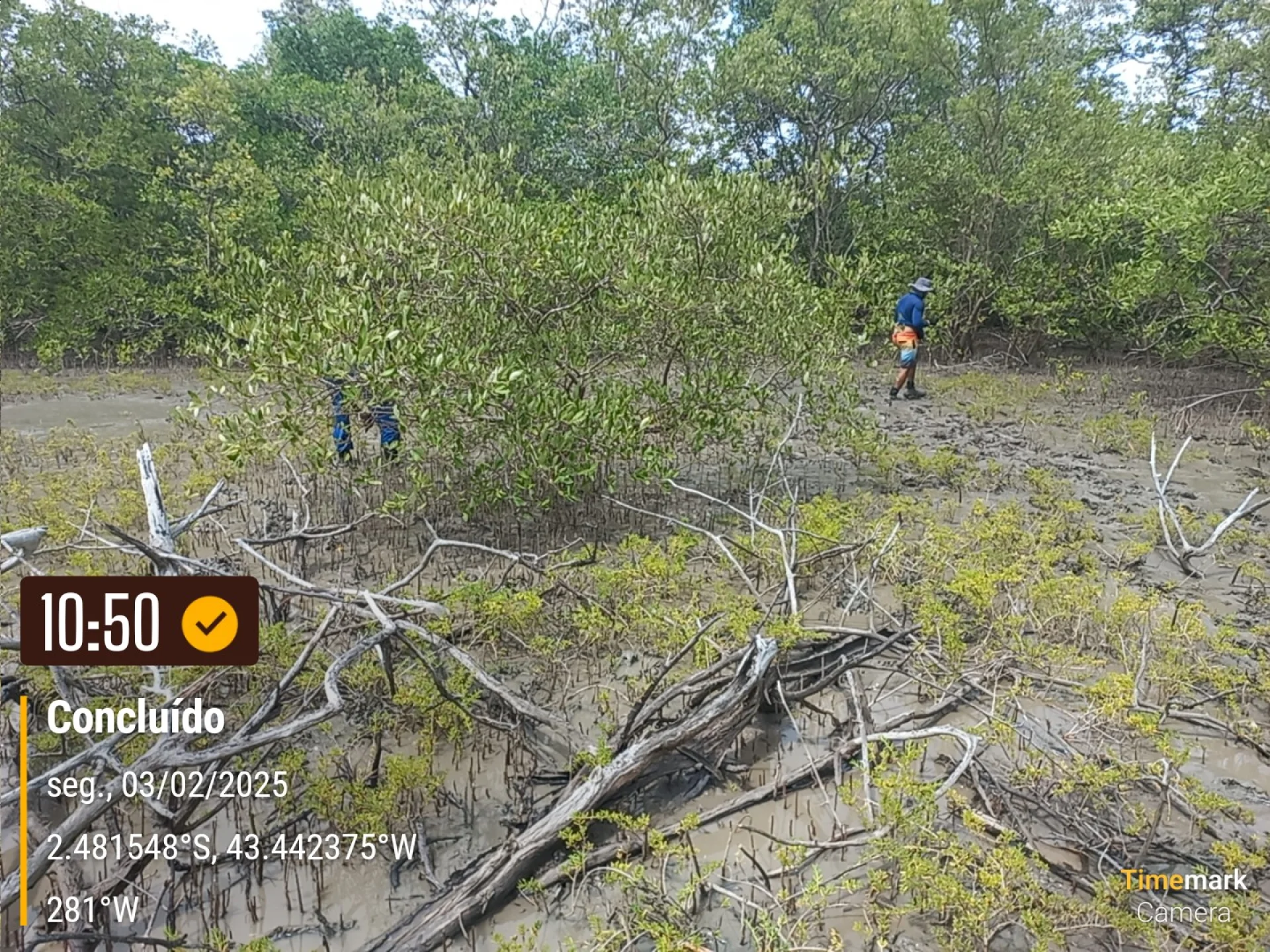 A field verification photo of a completed native-tree planting plot in Brazil
