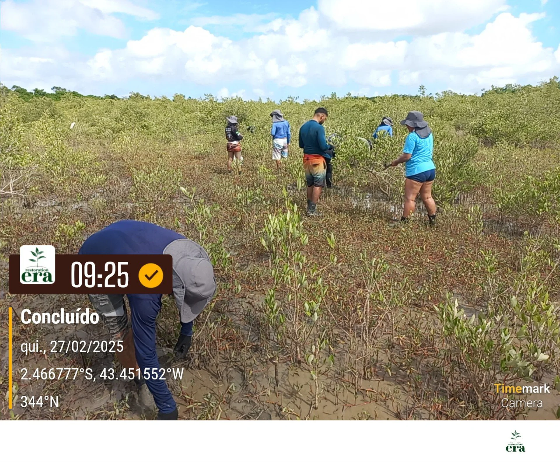 Native seedlings growing on a monitored restoration parcel in Brazil