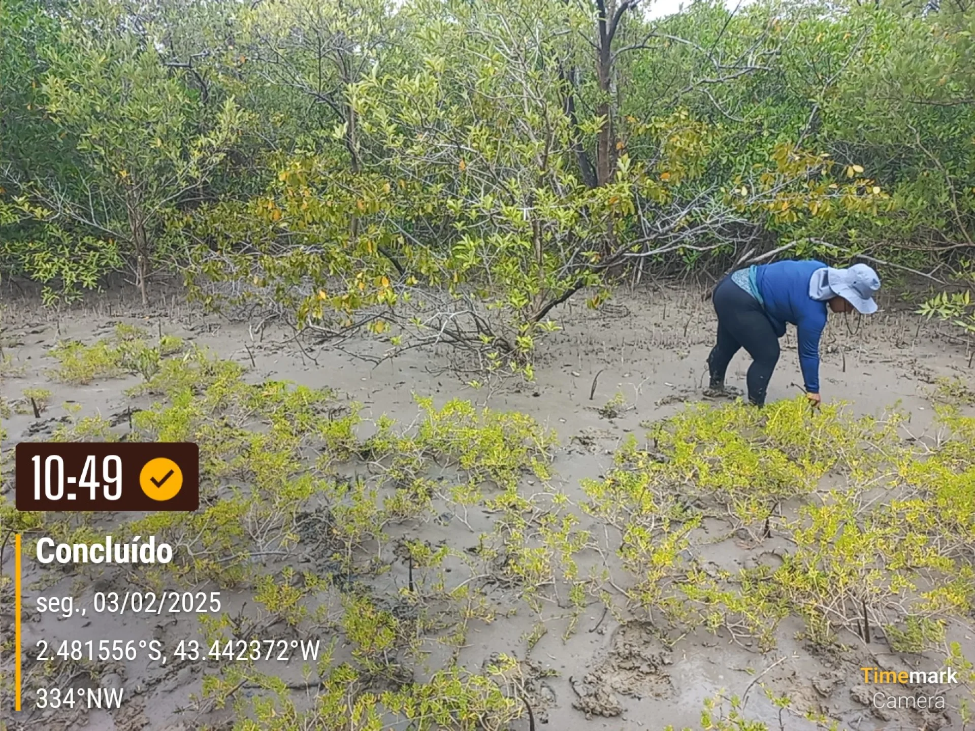 A monitored reforestation plot of young native tree seedlings at a Restoration Era planting site in Brazil, photographed during field verification