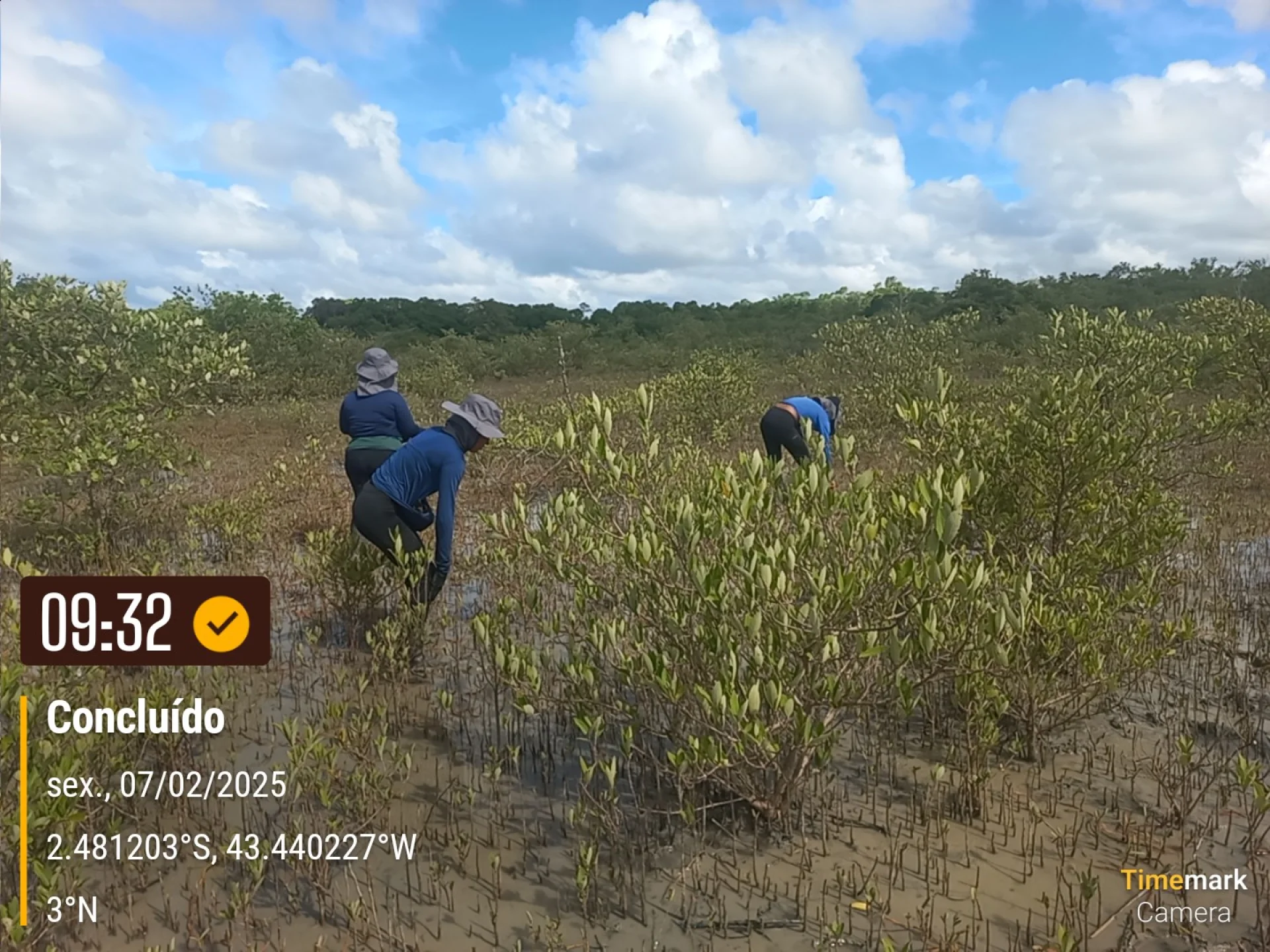Native seedlings growing on a monitored restoration parcel in Brazil